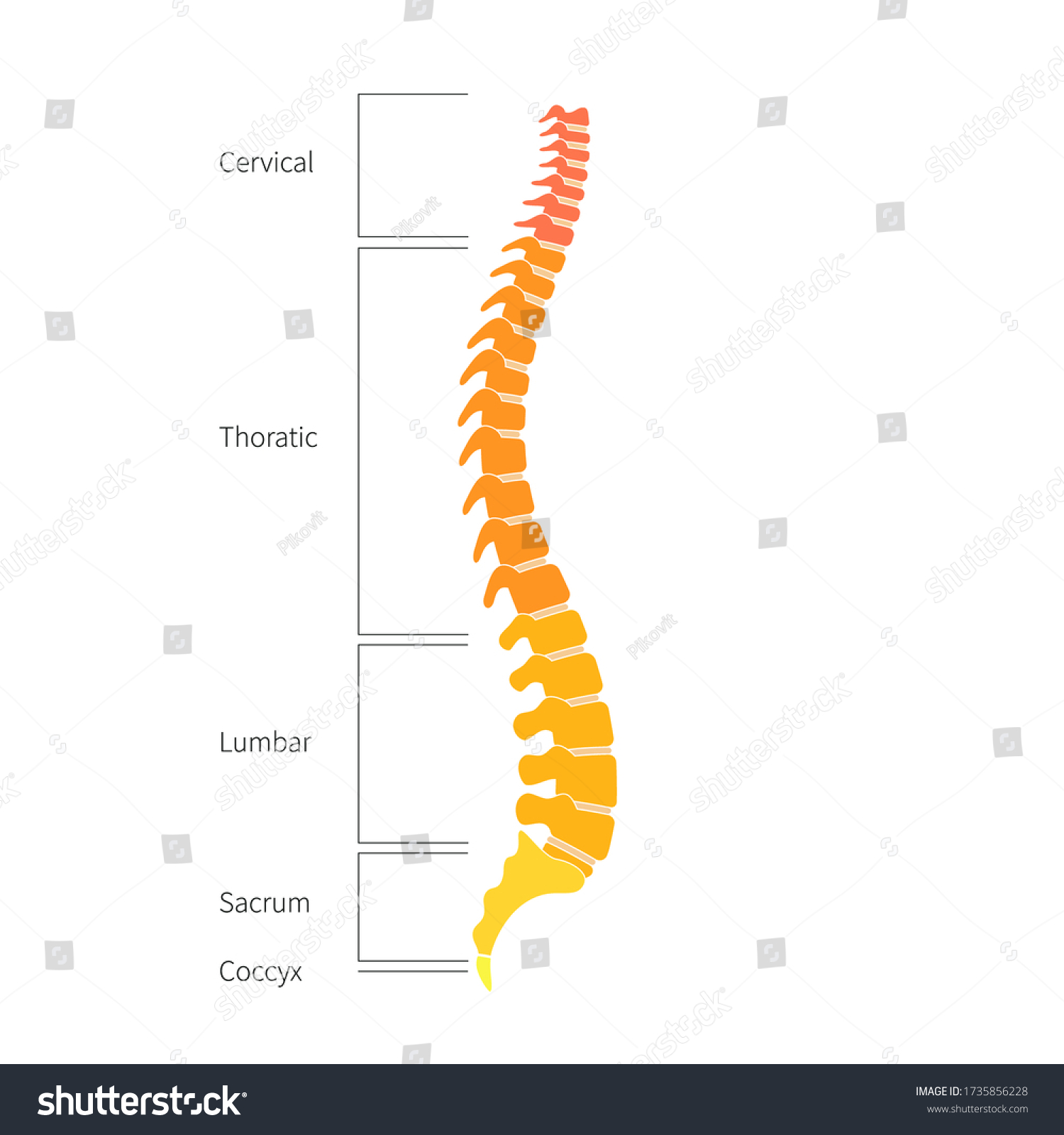 Human Spine Structure Vector Illustration Backbone Stock Vector ...