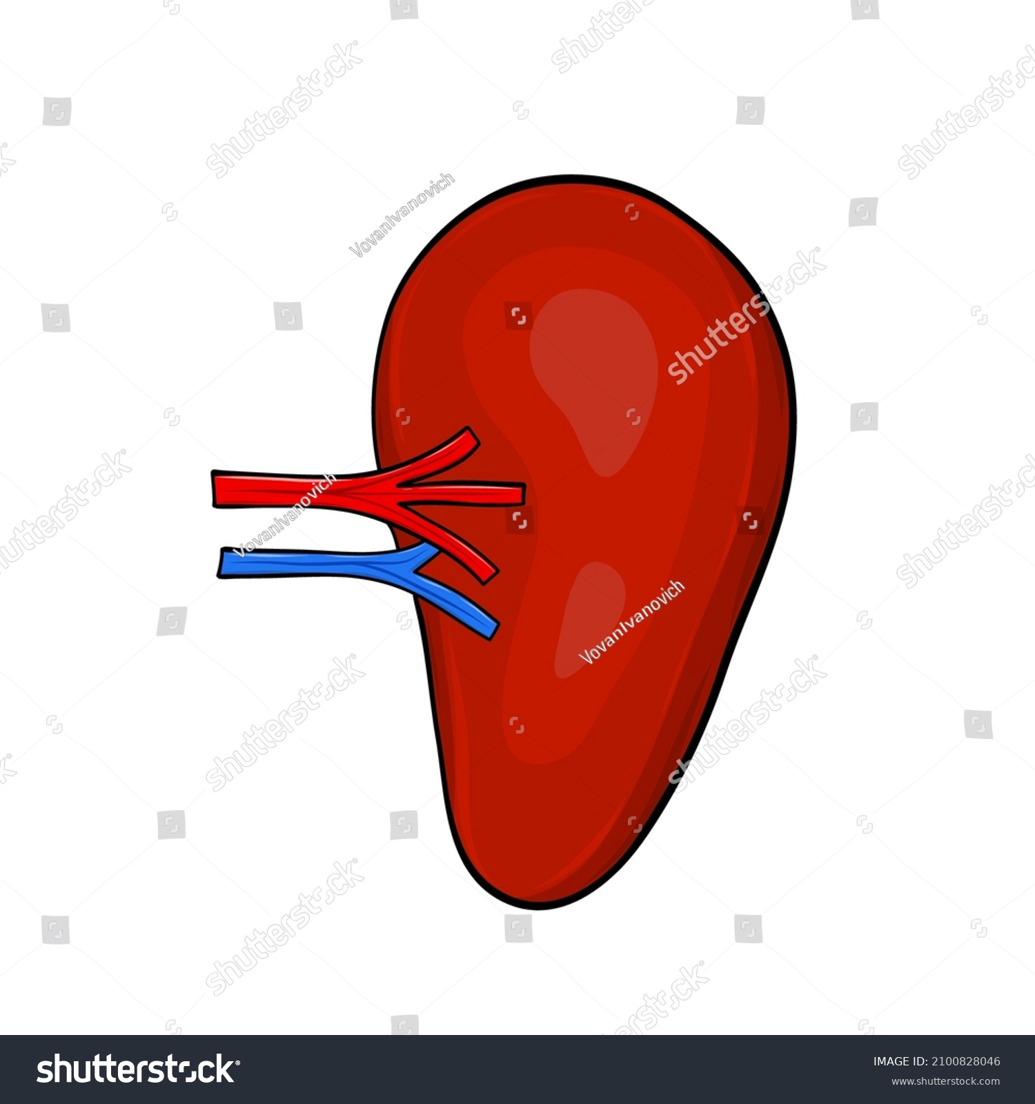 Human Spleen Cartoon Style Medical Design Stock Vector (Royalty Free ...