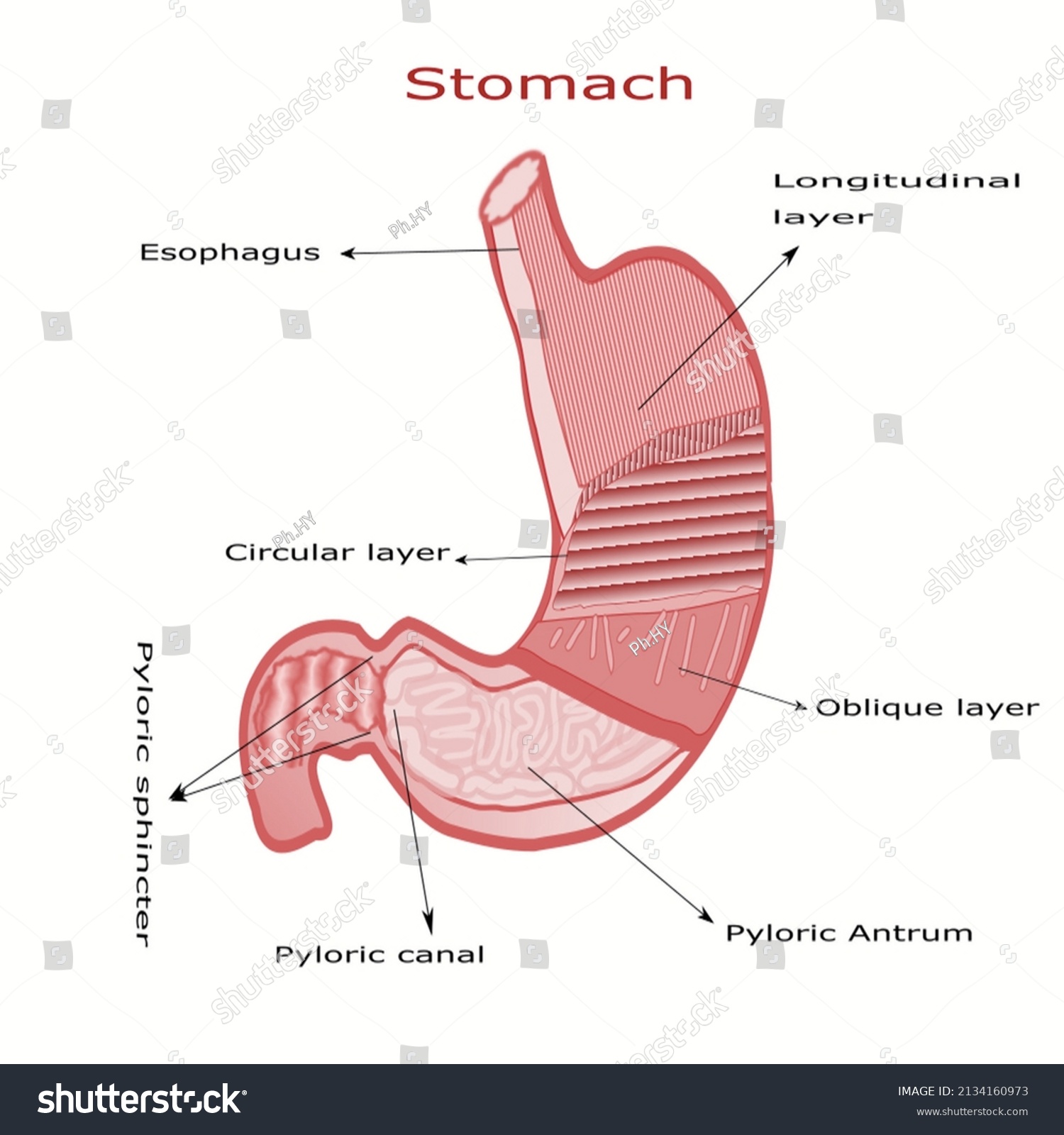 Human Stomach Anatomy Stomach Layers Stock Vector (Royalty Free ...