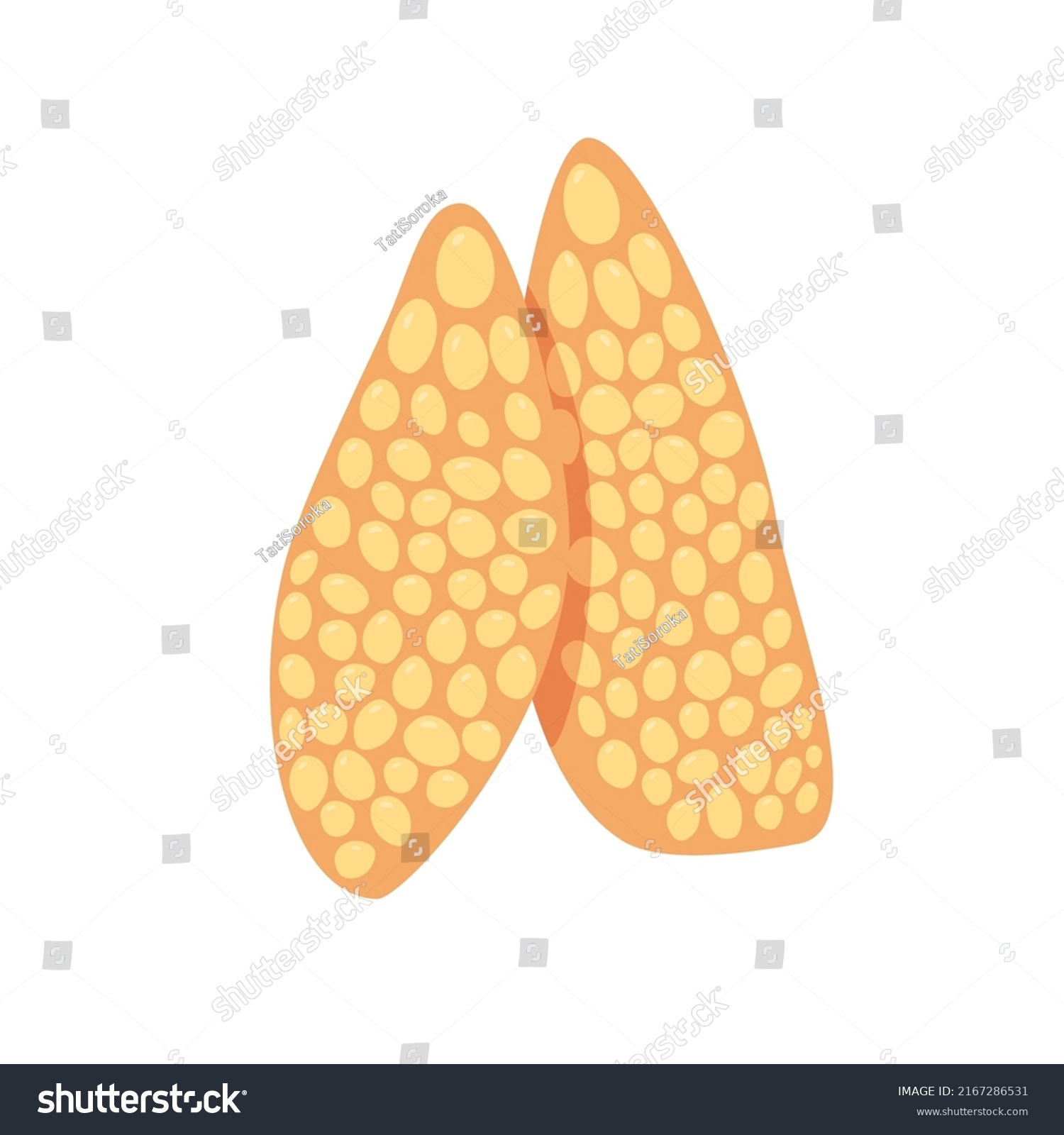 Human Thymus Gland Organ Human Immune Stock Vector (Royalty Free ...