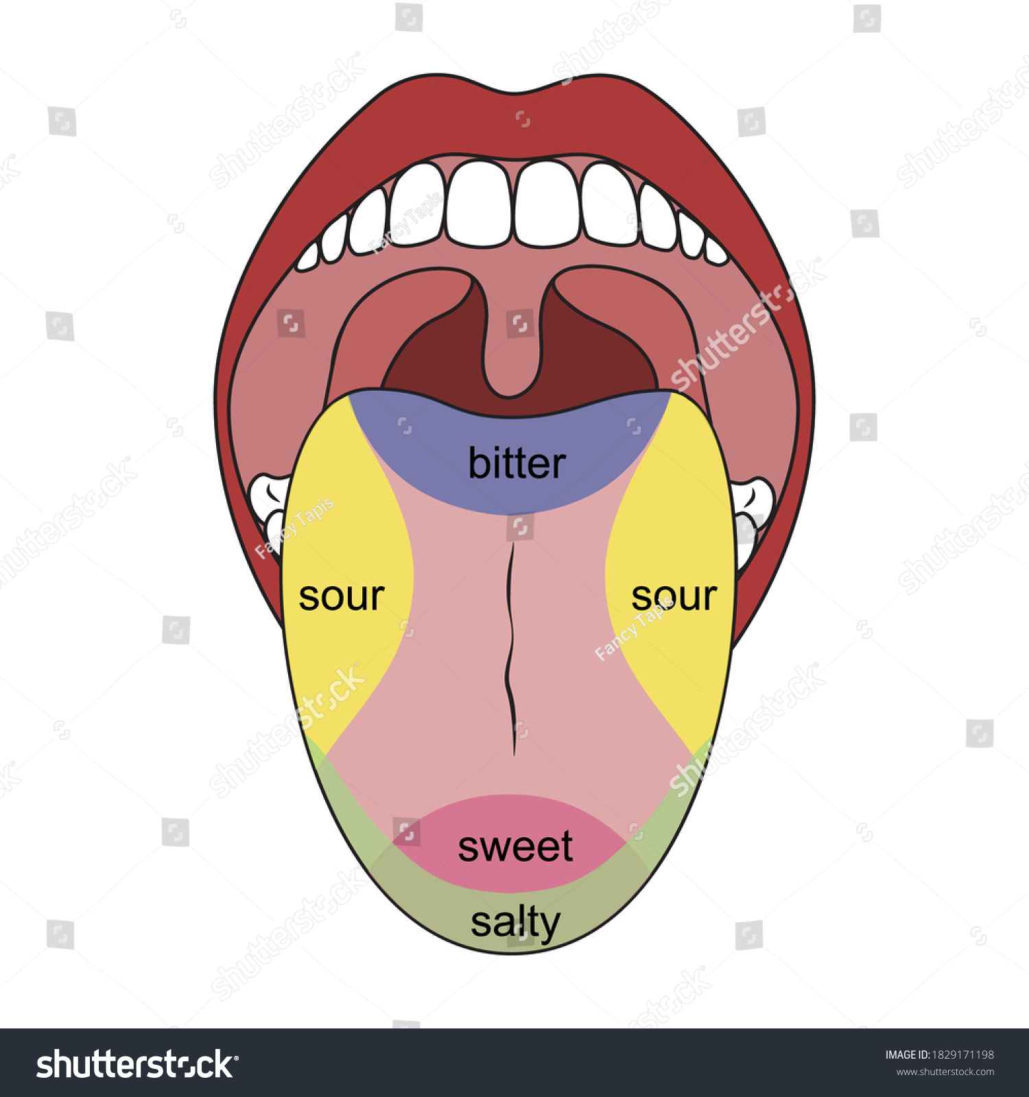 Vektor Stok Human Tongue Taste Buds Taste Map Tanpa Royalti 1829171198