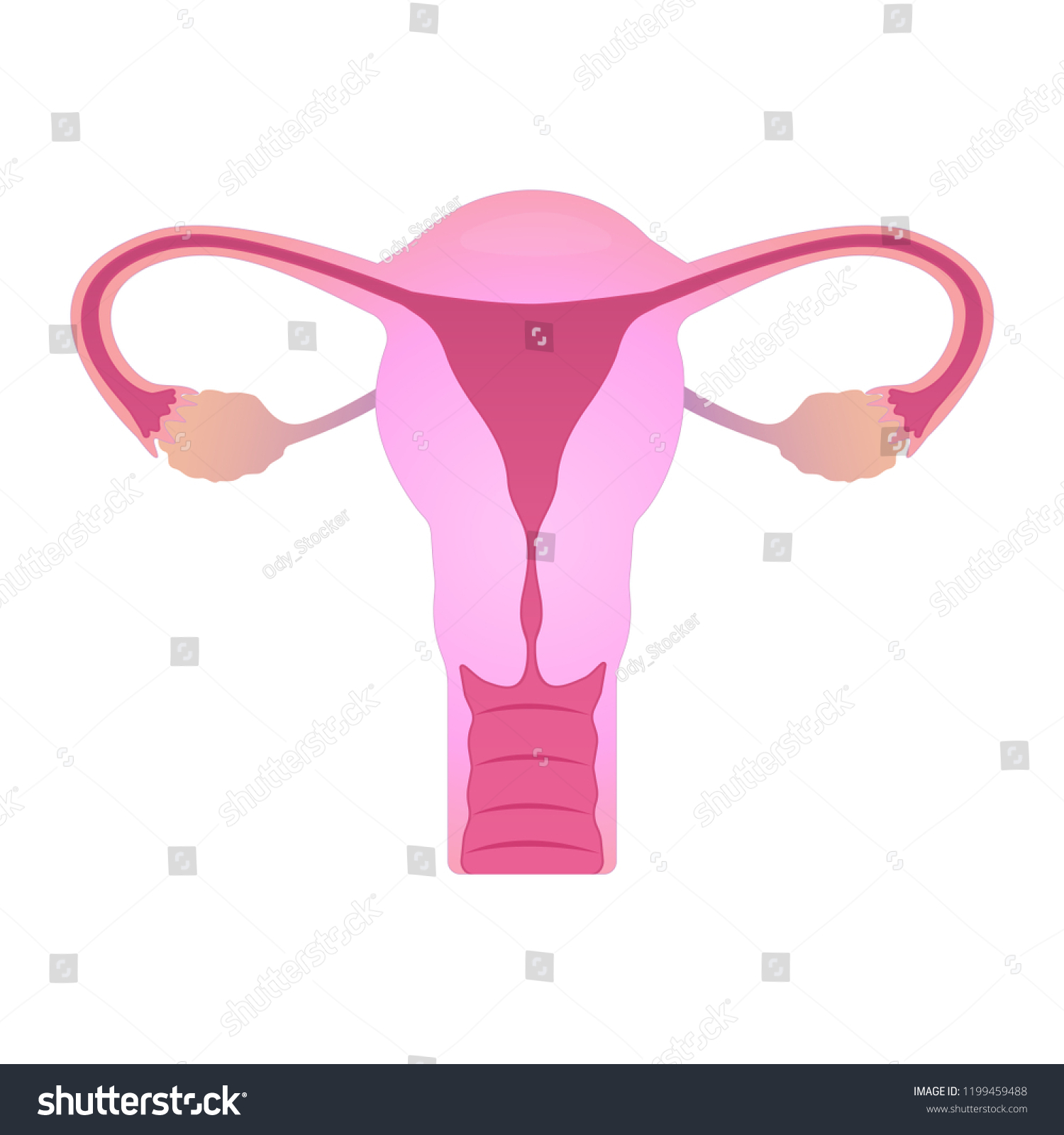 Human Uterus Ovaries Female Reproductive System Stock Vector (Royalty ...