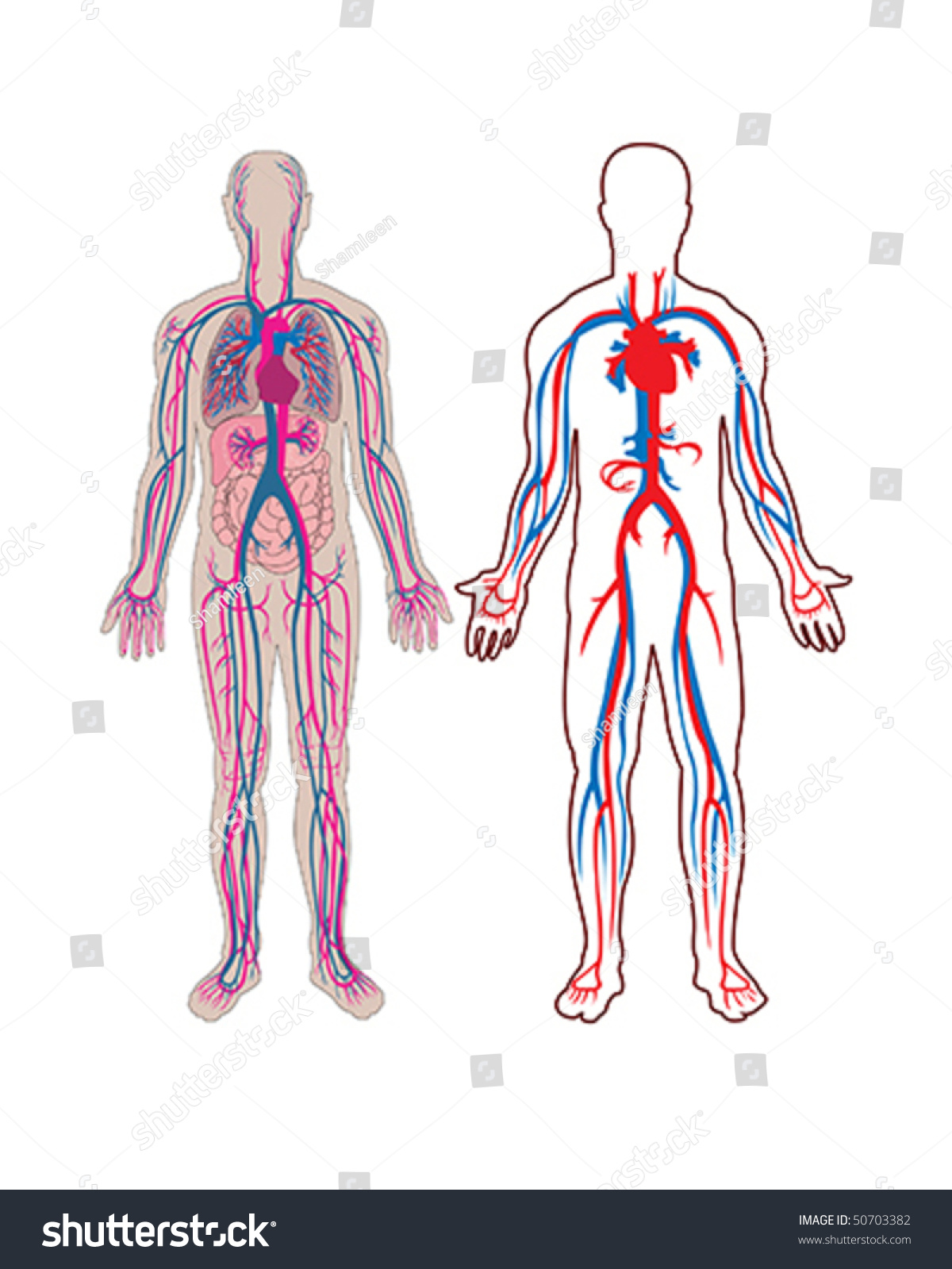 BLACK BLOOD FUNCTION IN CIRCULATORY SYSTEM visual data 6