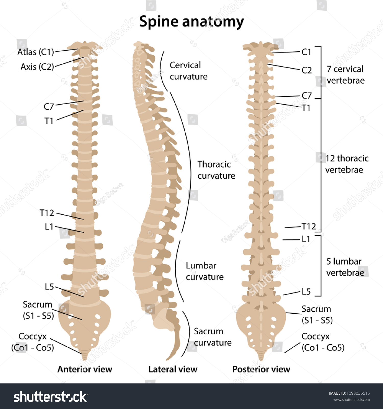 2,739 Human anatomy spine labelled Images, Stock Photos & Vectors