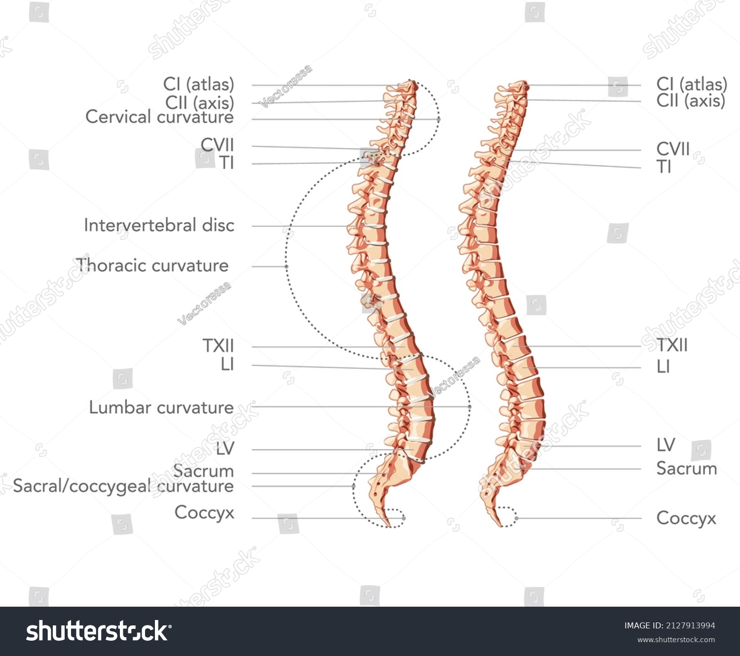 Human Vertebral Column Side View Main Stock Vector (Royalty Free ...