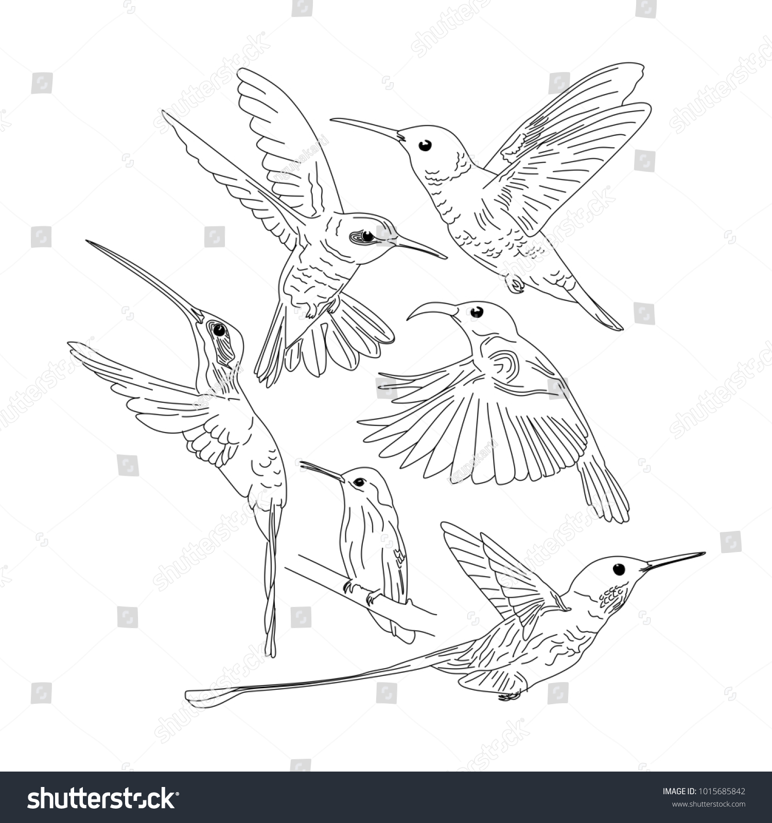 Humming Bird Drawing Hand Drawn Line Stock Vector Royalty Free 1015685842