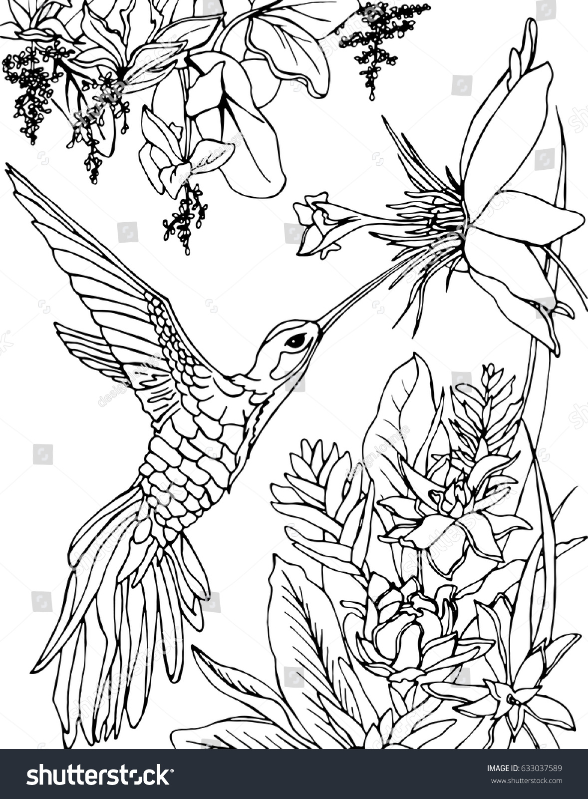 Hummingbird Flying Under Flowers Drinking Nectar Stock Vector (Royalty ...