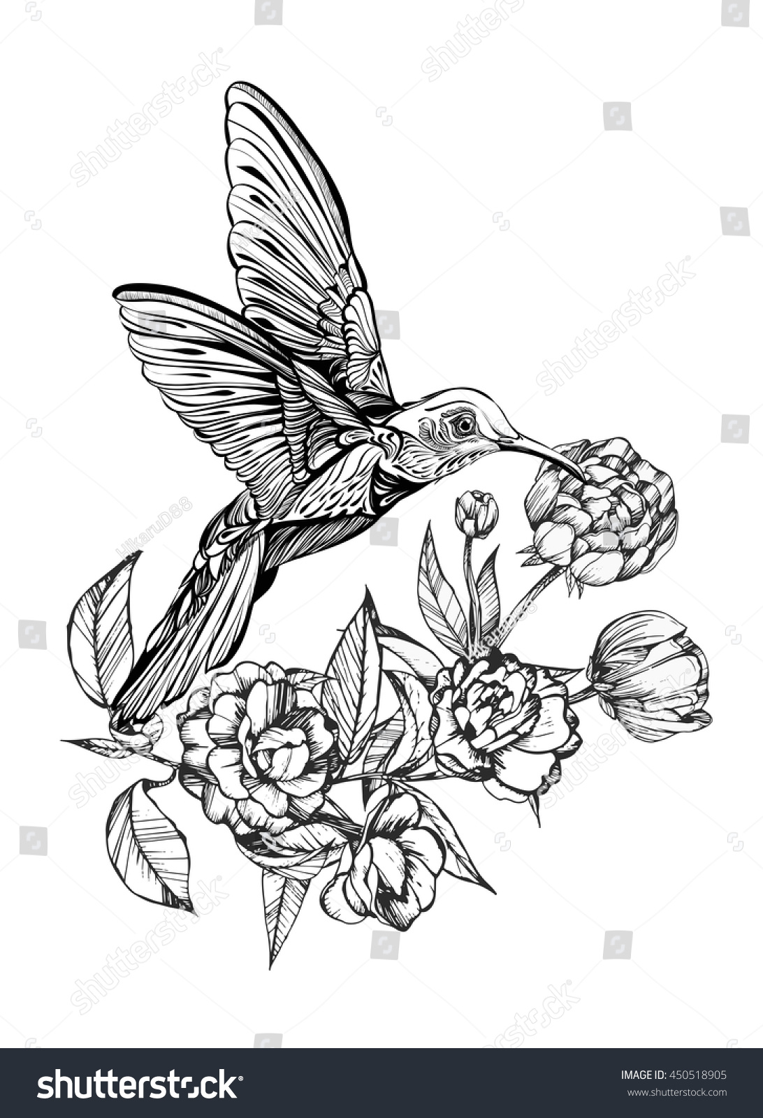 Hummingbird Flightdetailed Drawing Birdvector Illustration Isolated ...