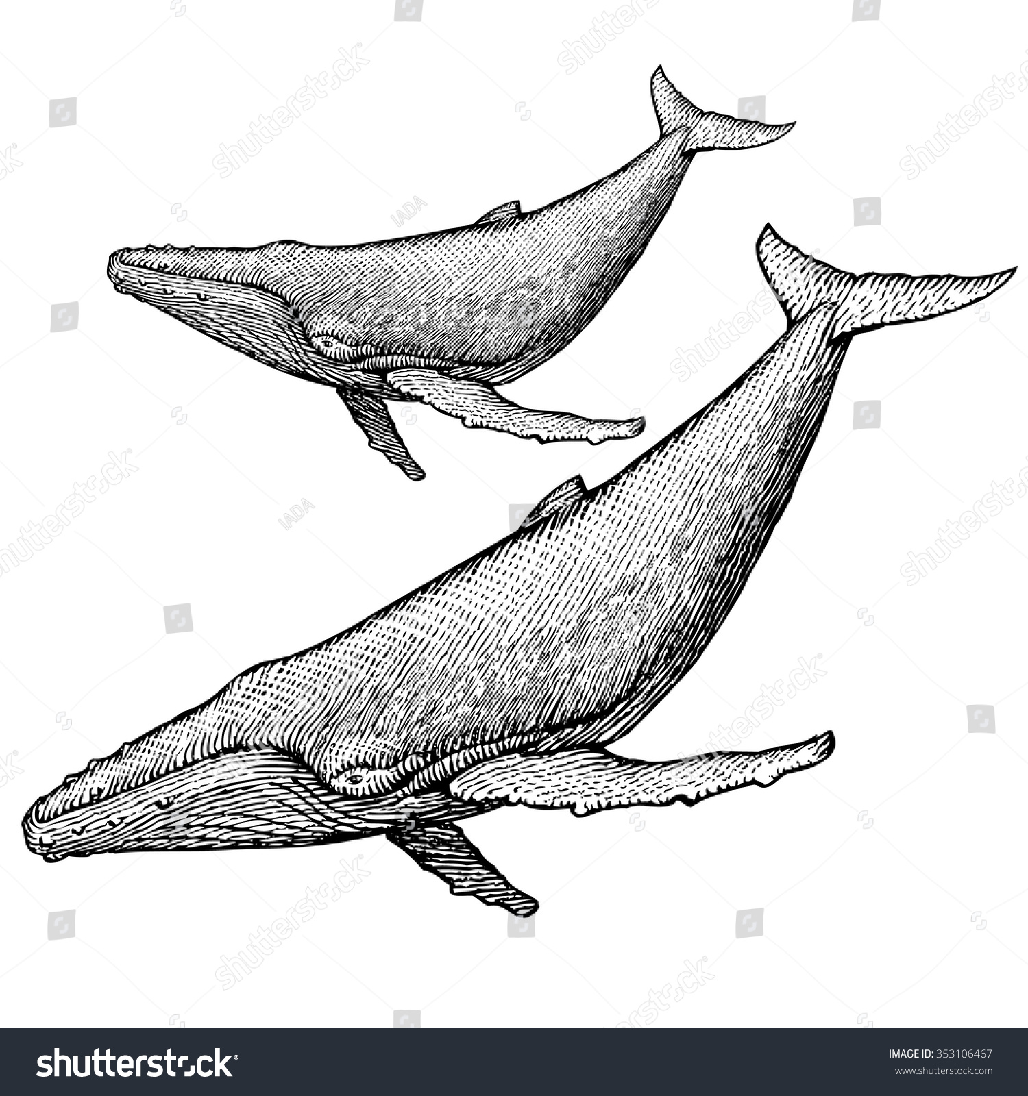 Humpback Whale Illustration Stock Vector Royalty Free