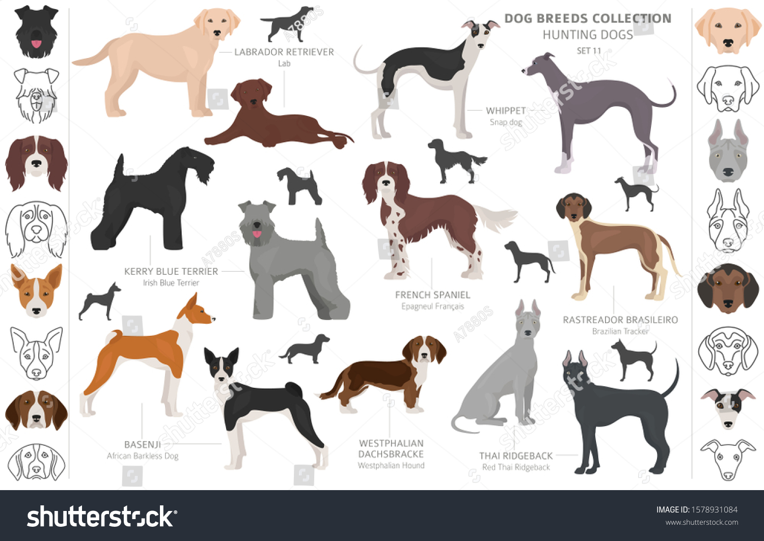 116 Kerry blue terrier Stock Illustrations, Images & Vectors | Shutterstock