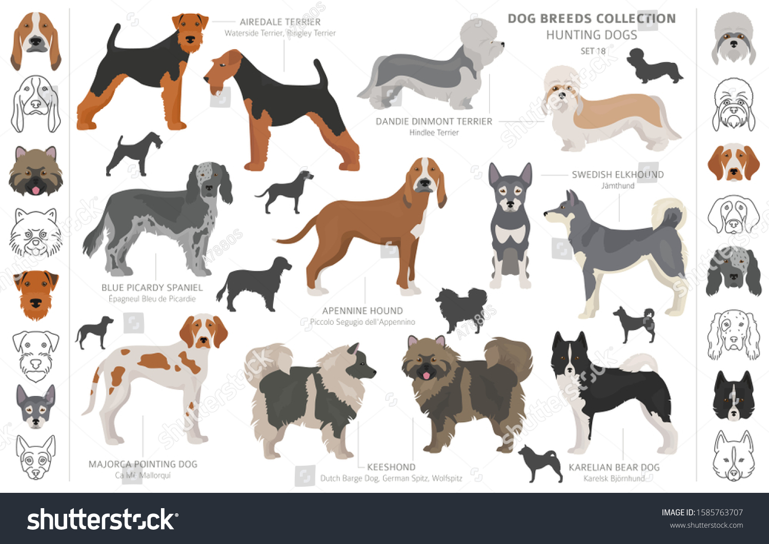 Dutch hound Images, Stock Photos & Vectors | Shutterstock