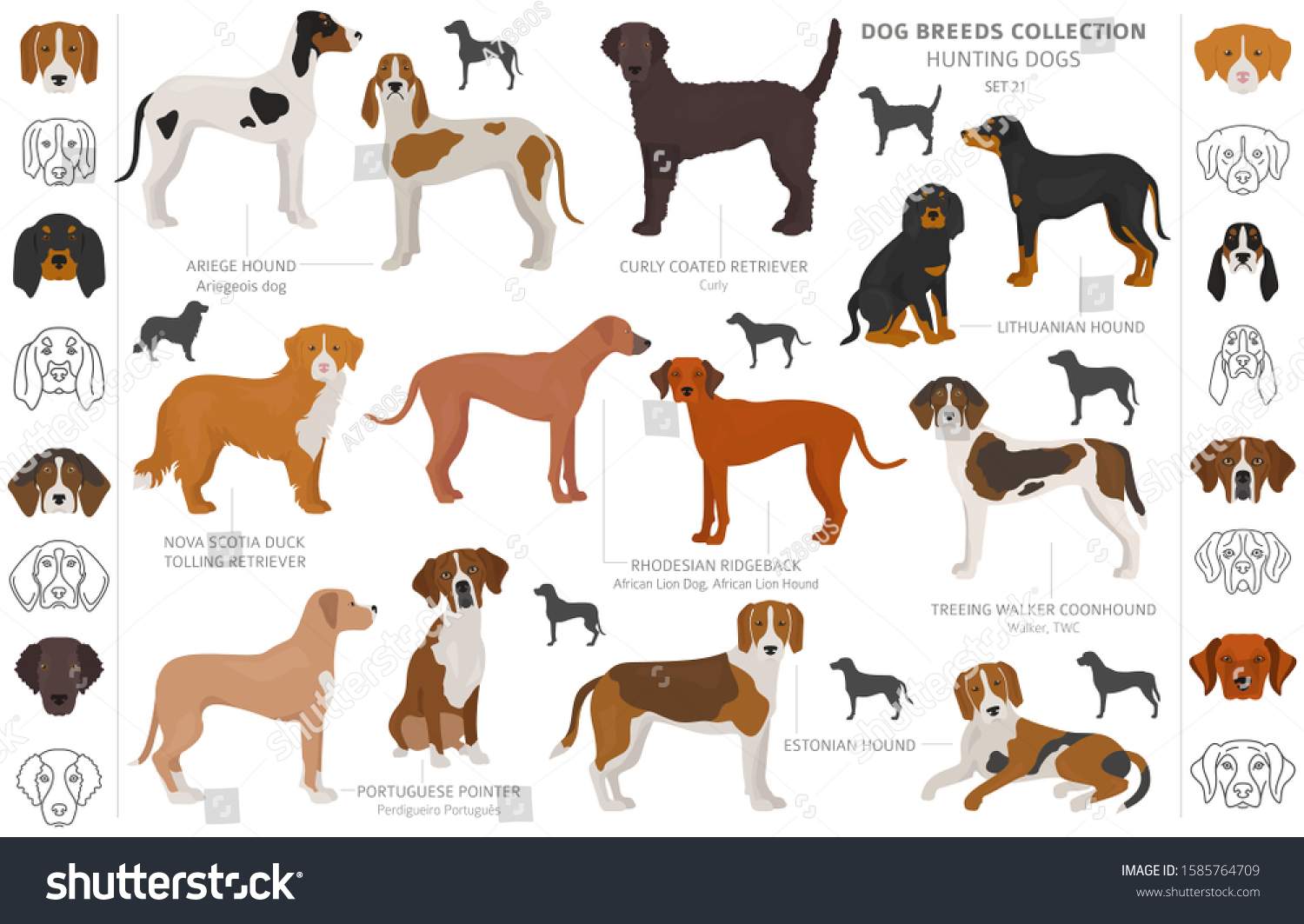 58 Nova scotia duck tolling retriever vector Images, Stock Photos ...