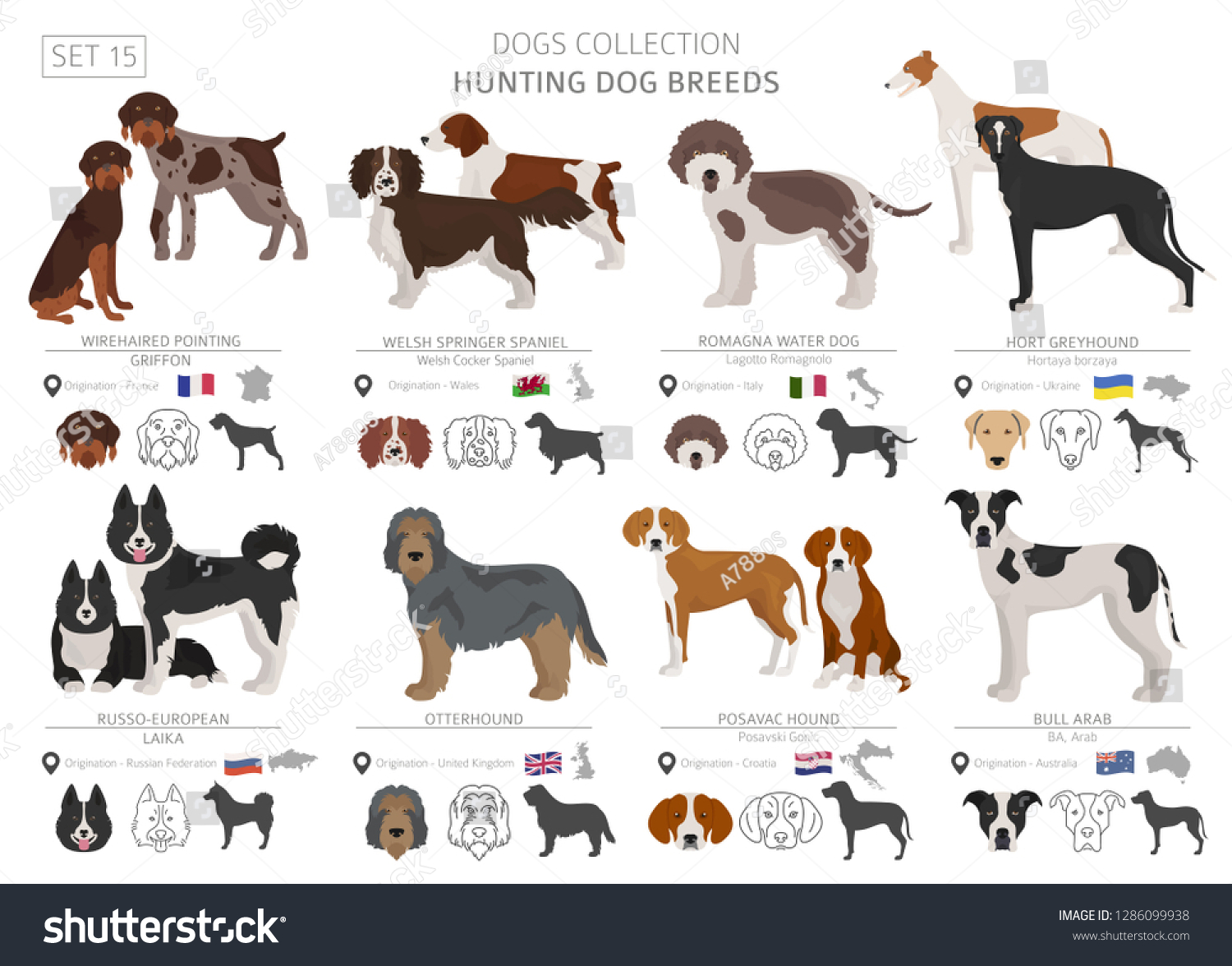 5,003 Greyhound hunting dog Images, Stock Photos & Vectors | Shutterstock