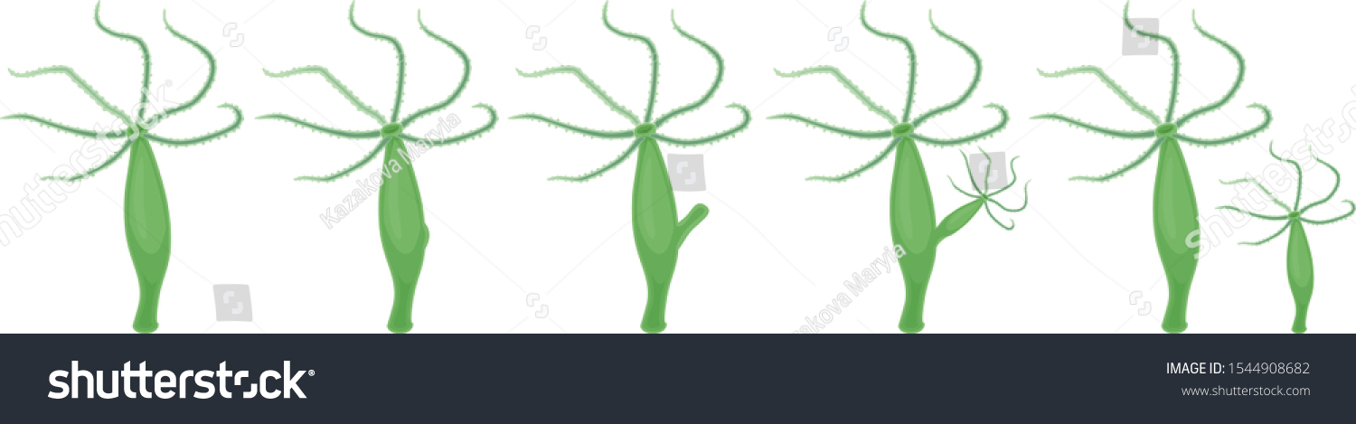 Hydra Asexual Reproduction Budding Scheme Educational Vector De Stock Libre De Regalías 3622