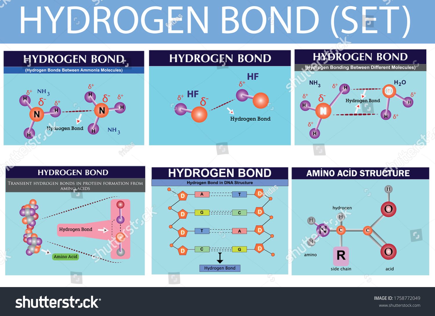 Hydrogen Bond Chemistry Lesson Infographic Hydrogen Stock Vector ...