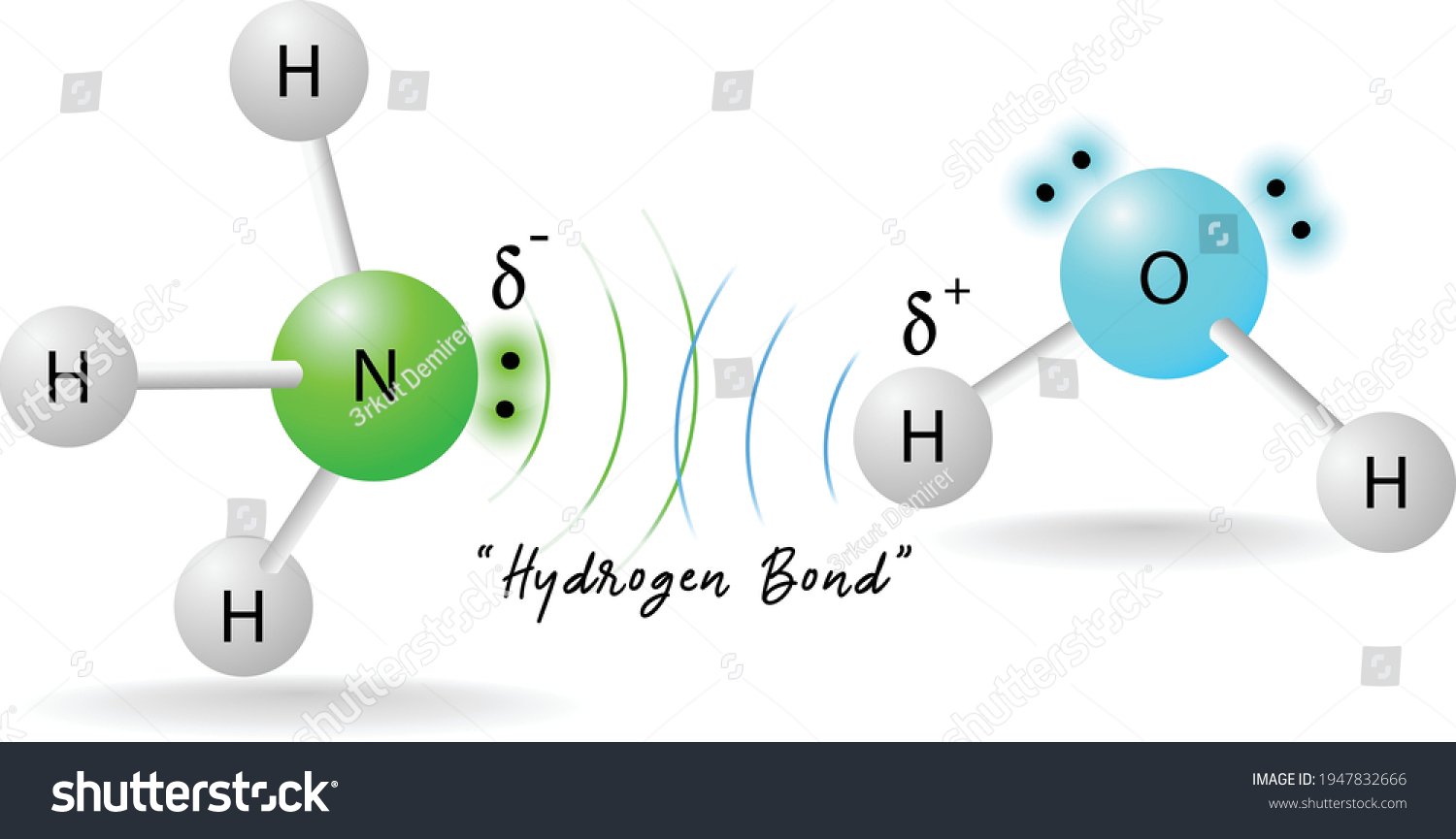 Hydrogen Bonding Between Ammonia Water Molecules เวกเตอร์สต็อก ปลอดค่าลิขสิทธิ์ 1947832666 7182