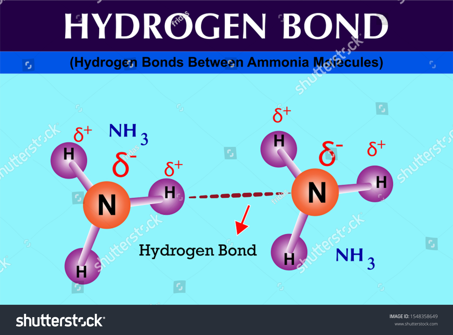 Vektor Stok Hydrogen Bonds Between Ammonia Molecules Hydrogen Tanpa Royalti 1548358649