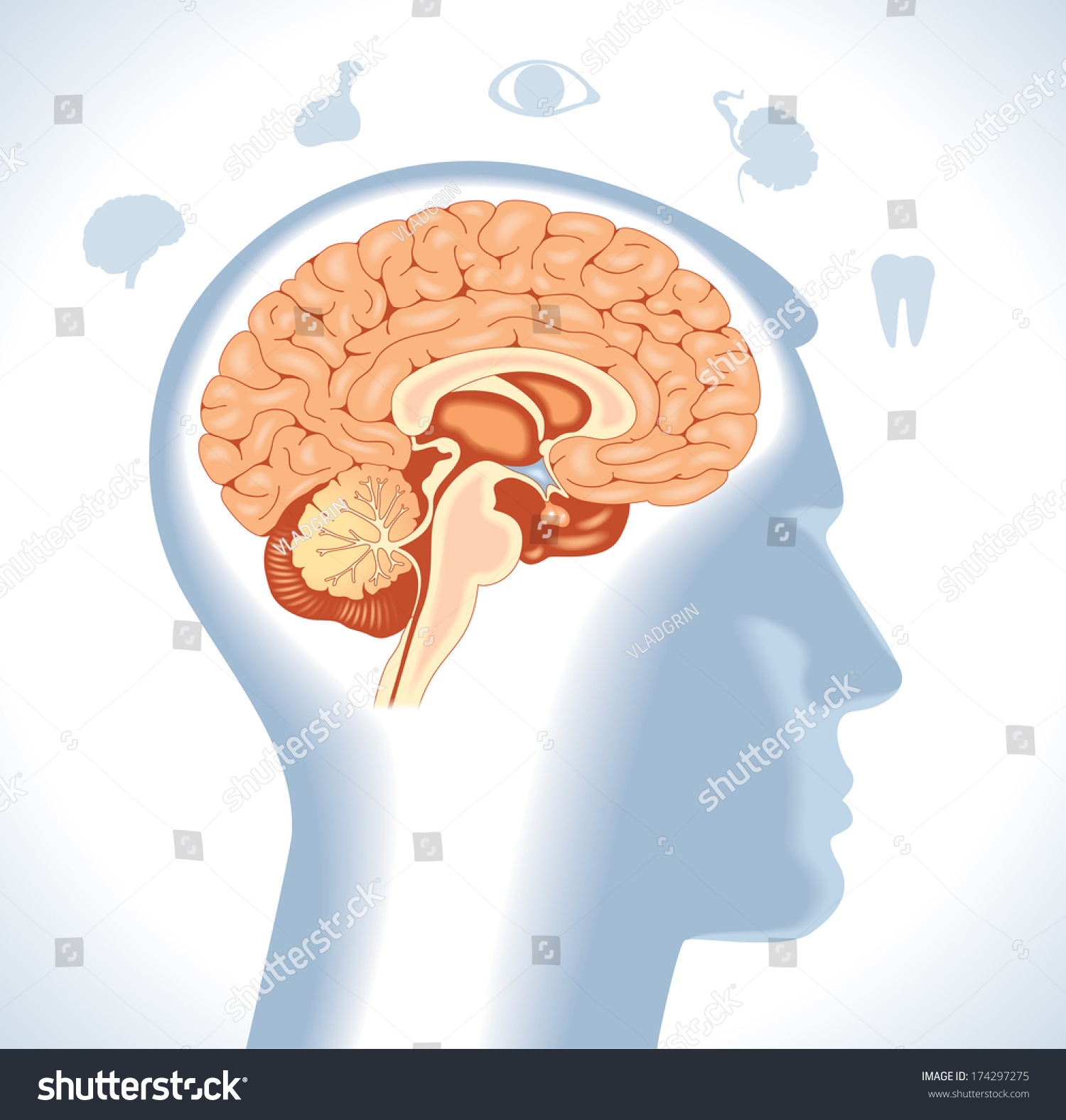 Hypothalamus Modern Medical Infographics Internal Organs Stock Vector ...