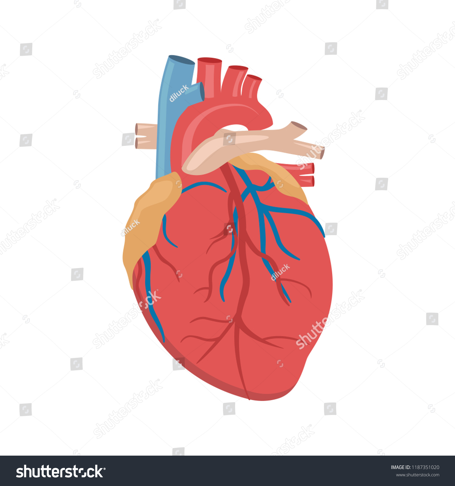 Internal Heart Anatomy Diagram | World of Reference