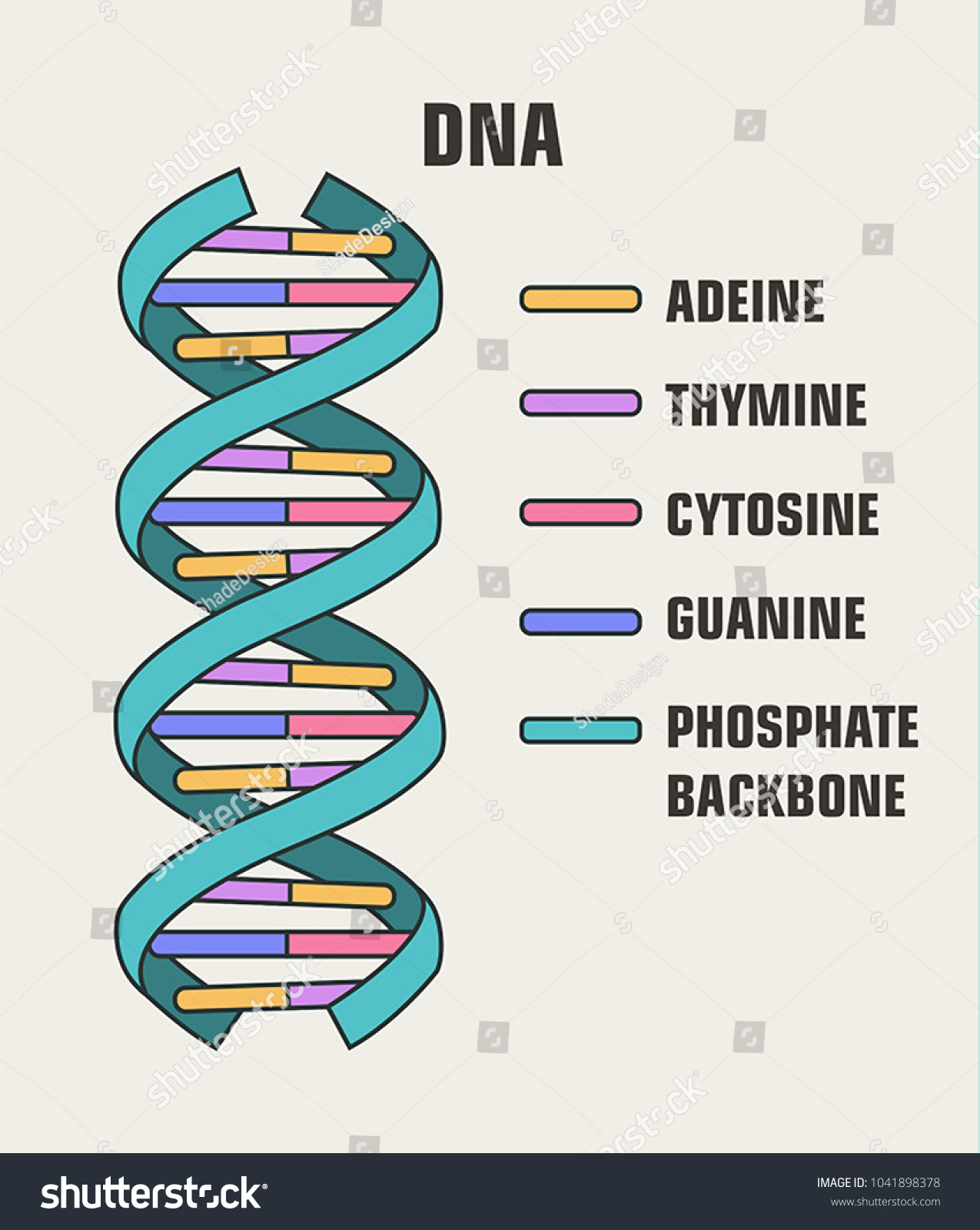 Icon Vector Poster Structure Dna Molecule Stock Vector (Royalty Free ...