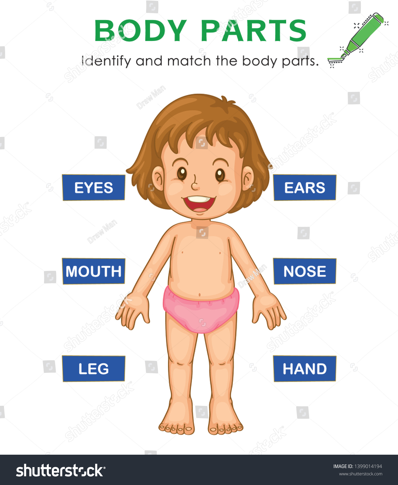 Identify Match Body Parts Respiratory System Stock Vector Royalty Free