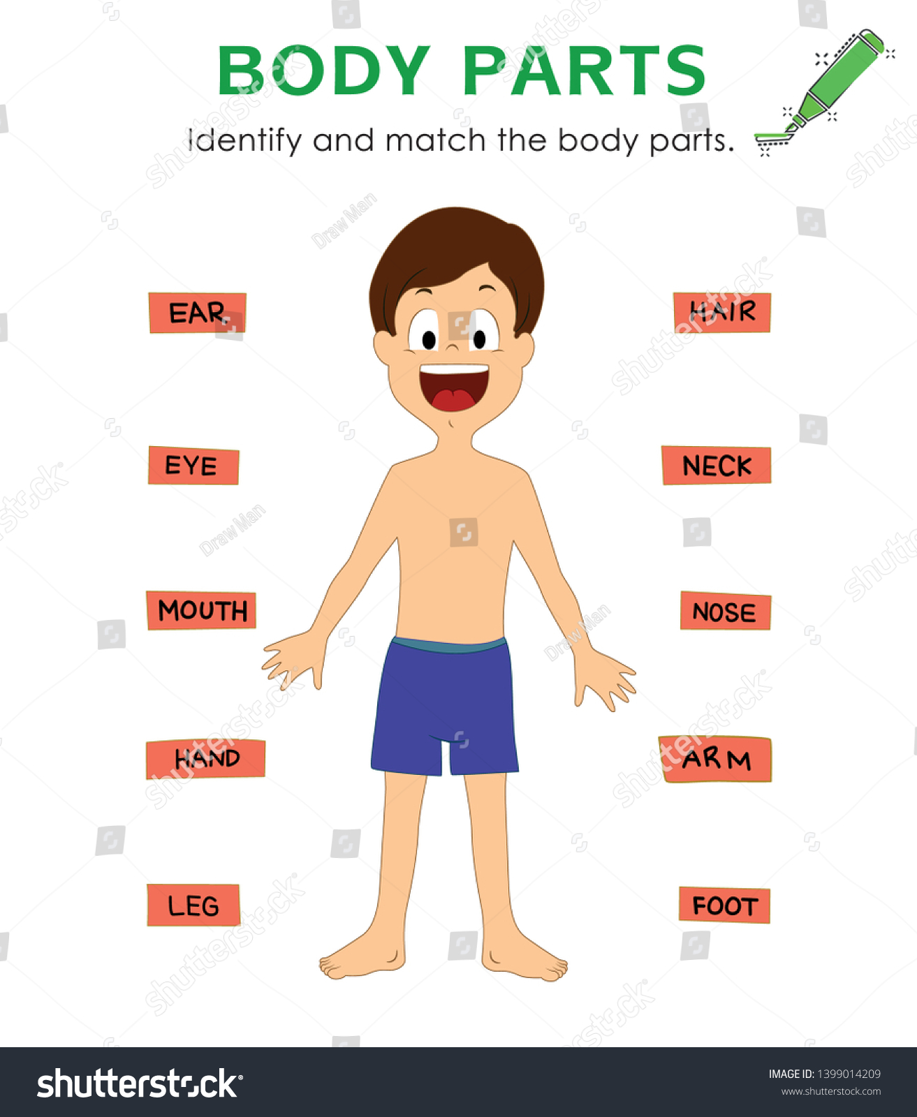 Identify Match Body Parts Respiratory System Stock Vector Royalty Free