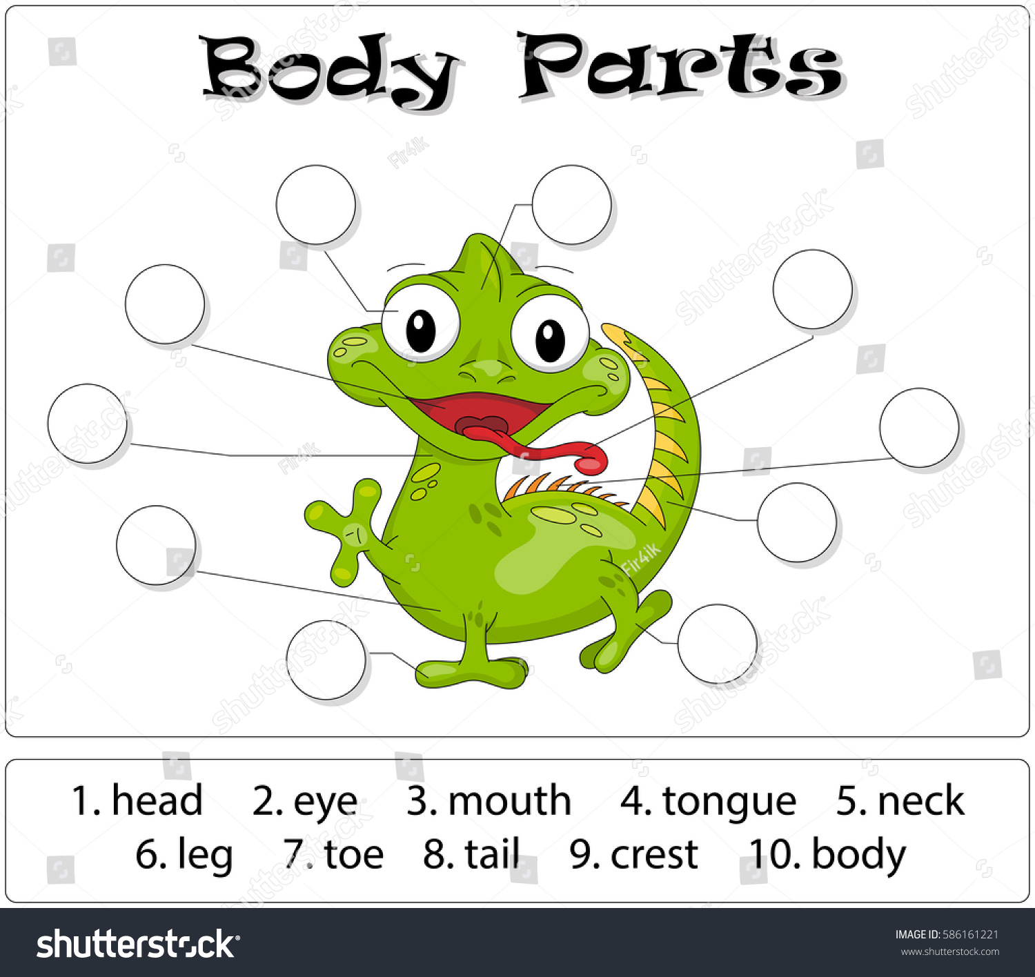 frog body parts