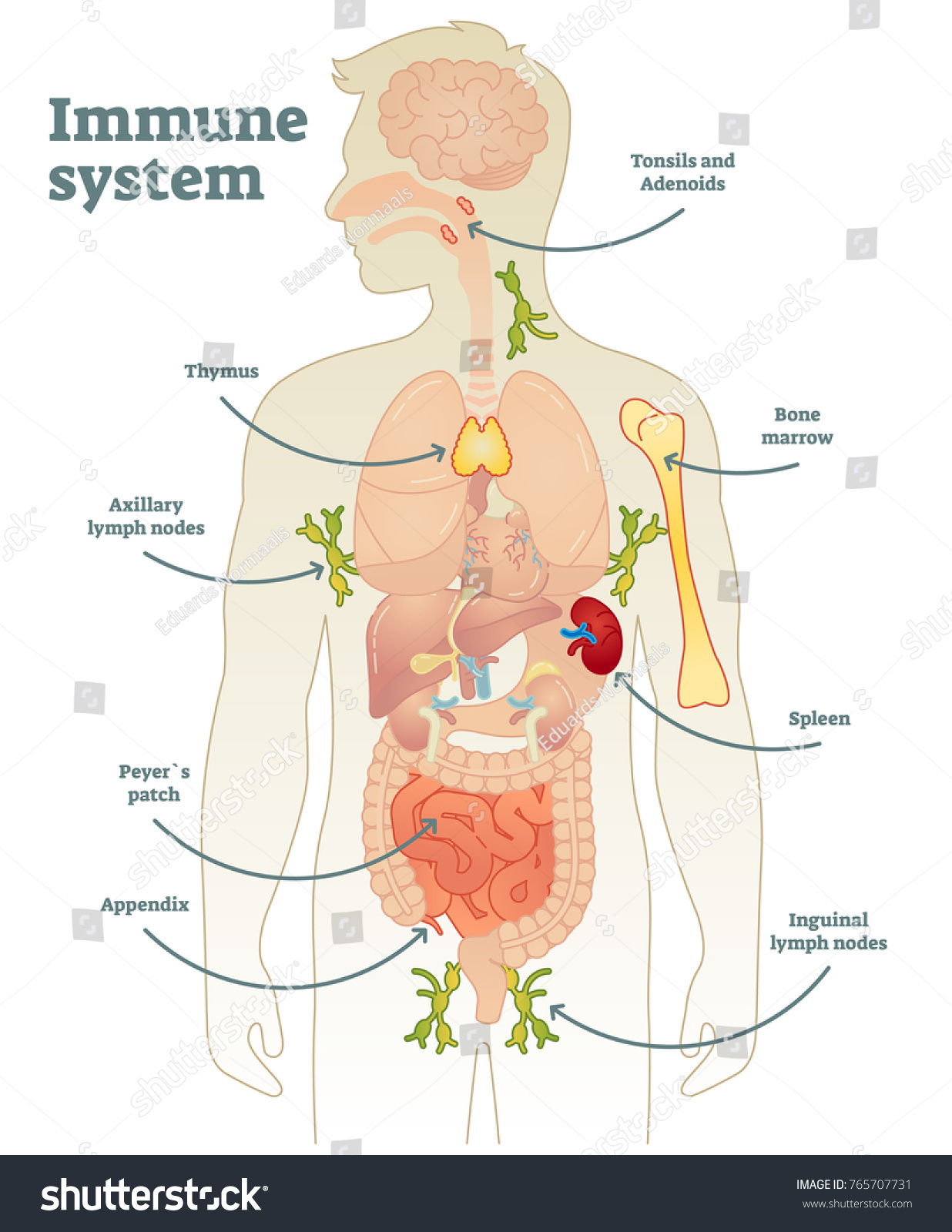 Illustrated Vector Human Immune System Full Stock Vector (Royalty Free ...