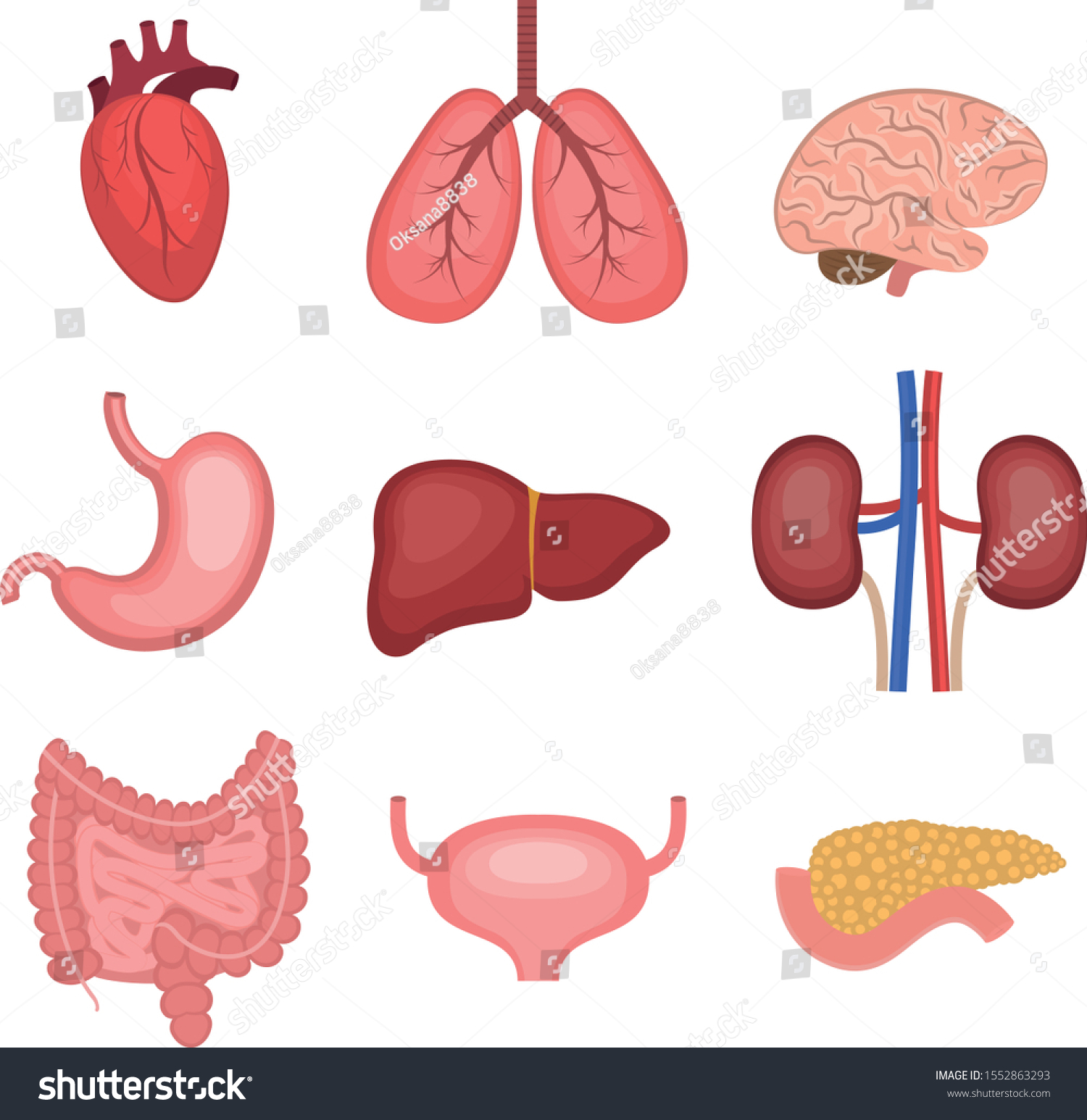 Illustration Human Organs Setheart Lungs Brain Stock Vector (Royalty ...