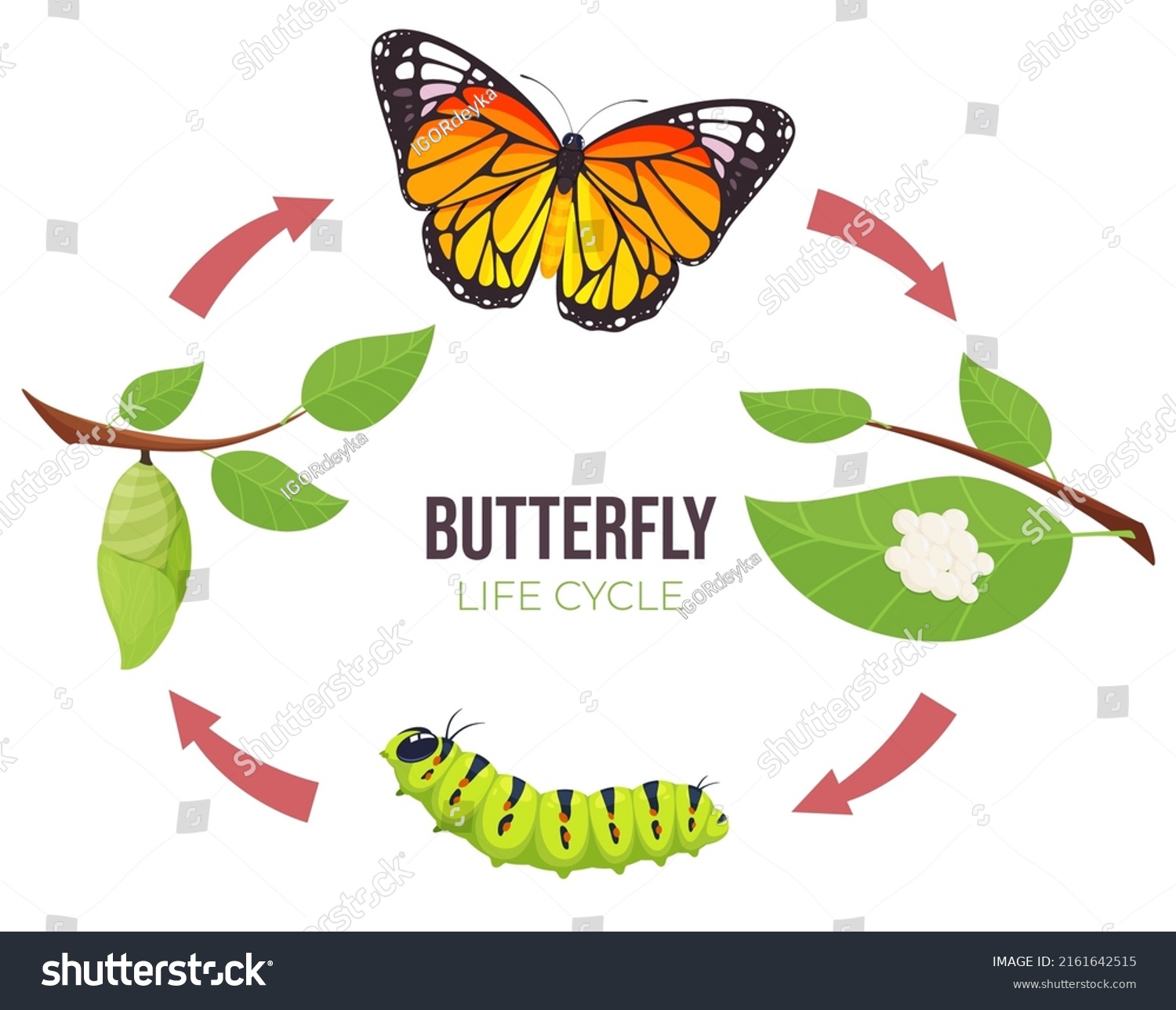 Illustration Butterfly Life Cycle Goose Butterfly Stock Vector (Royalty ...