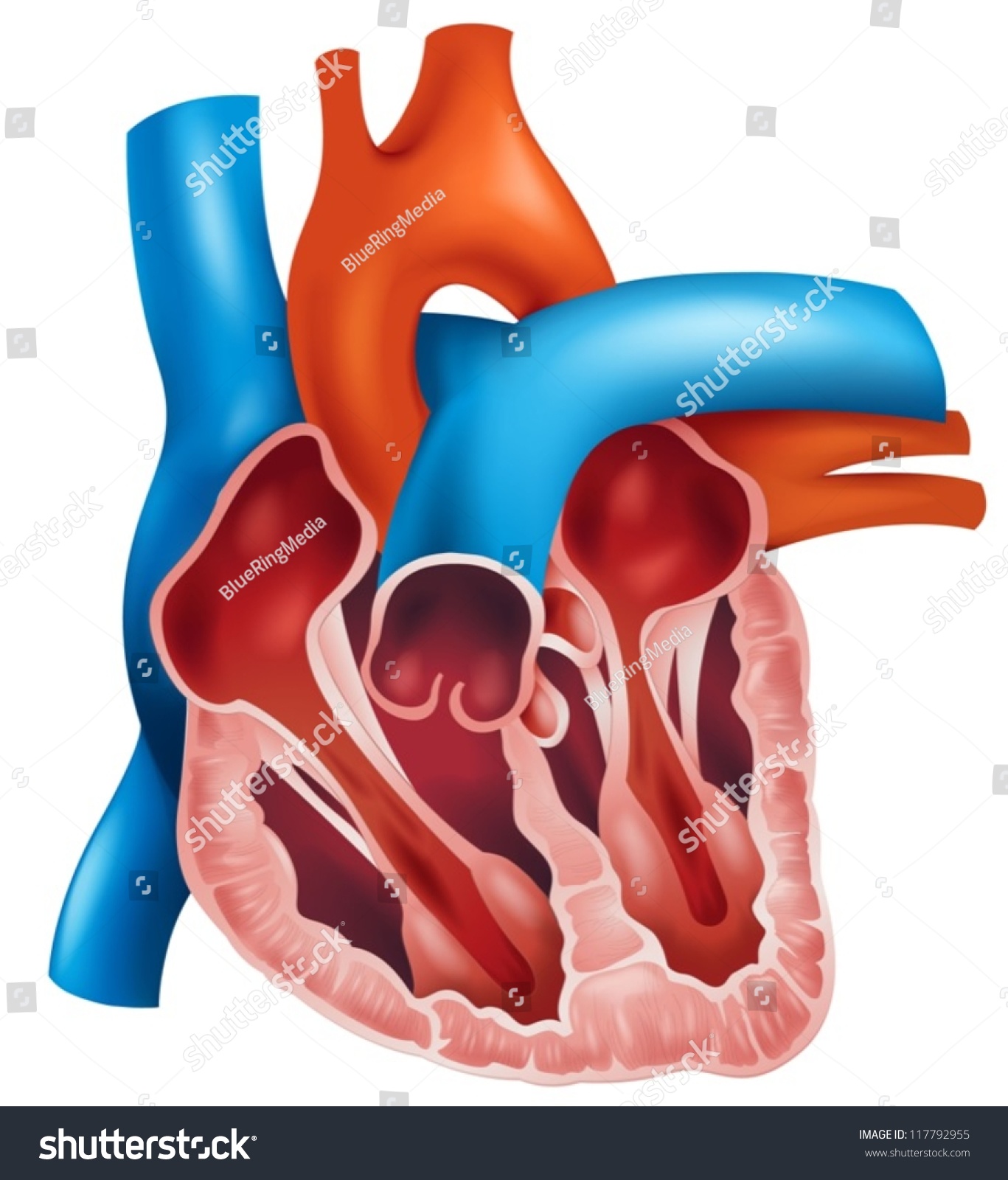 Illustration Cross Section Human Heart Stock Vector 117792955 ...
