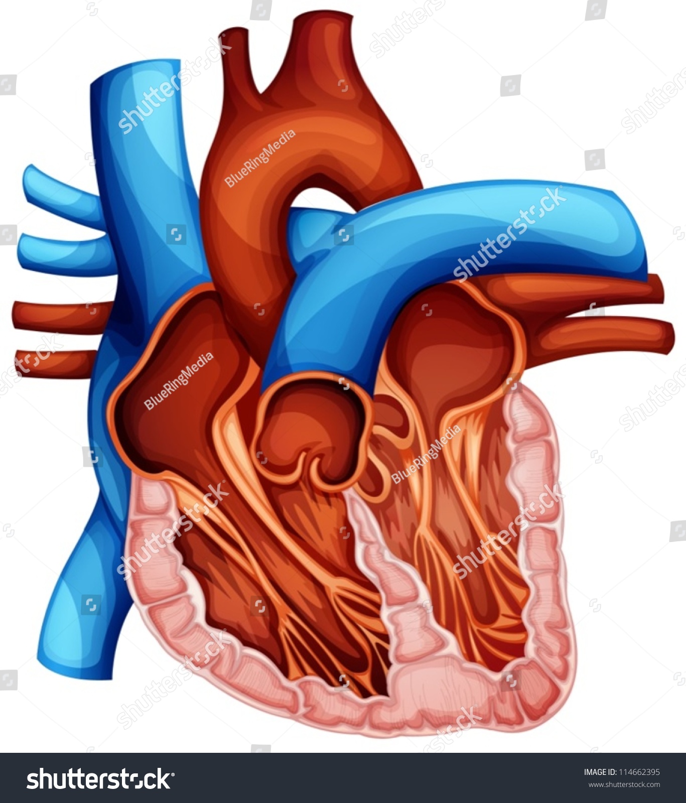 Illustration Human Heart Cross Section Stock Vector ...