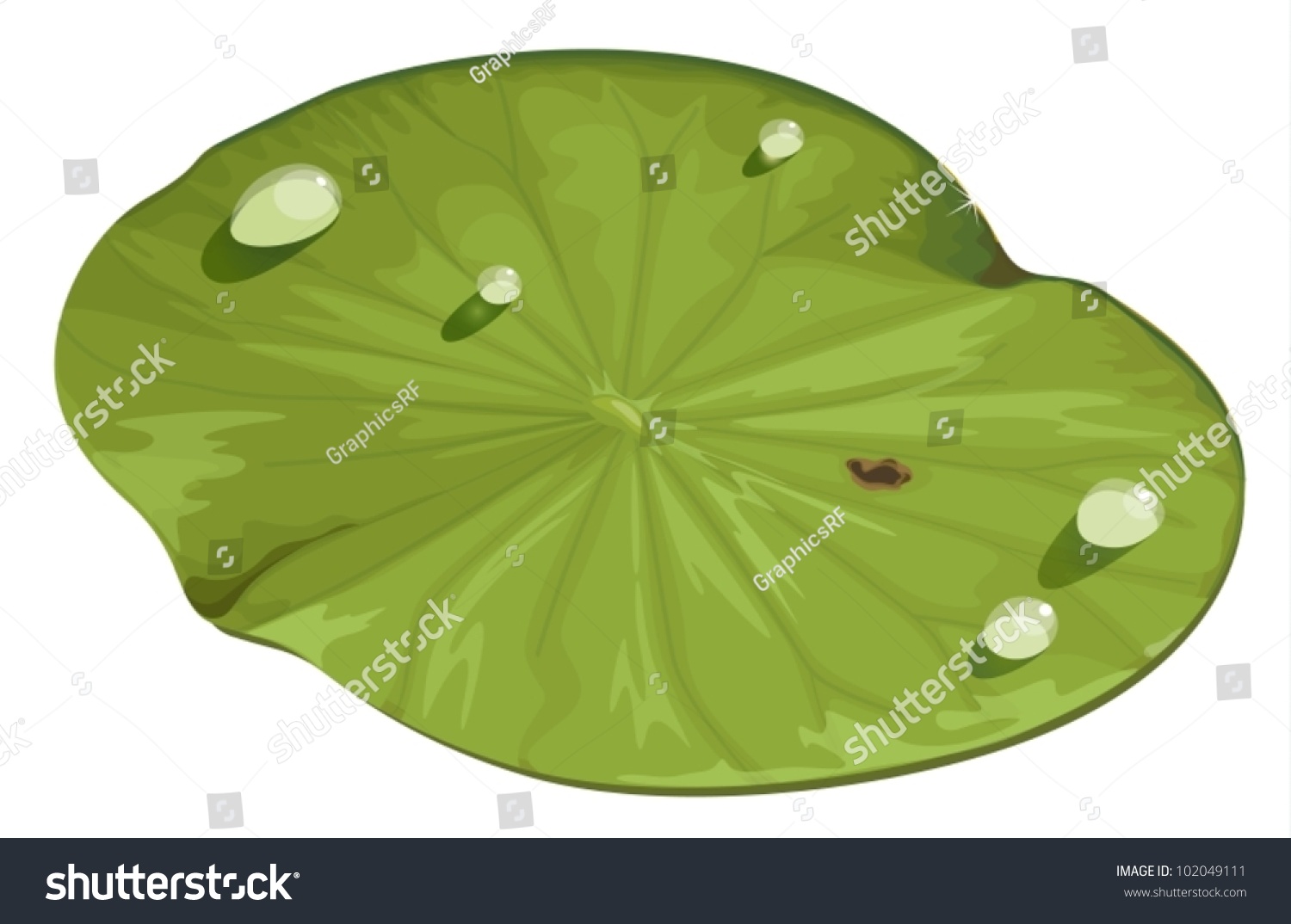 SVG of Illustration of a lotus leaf svg