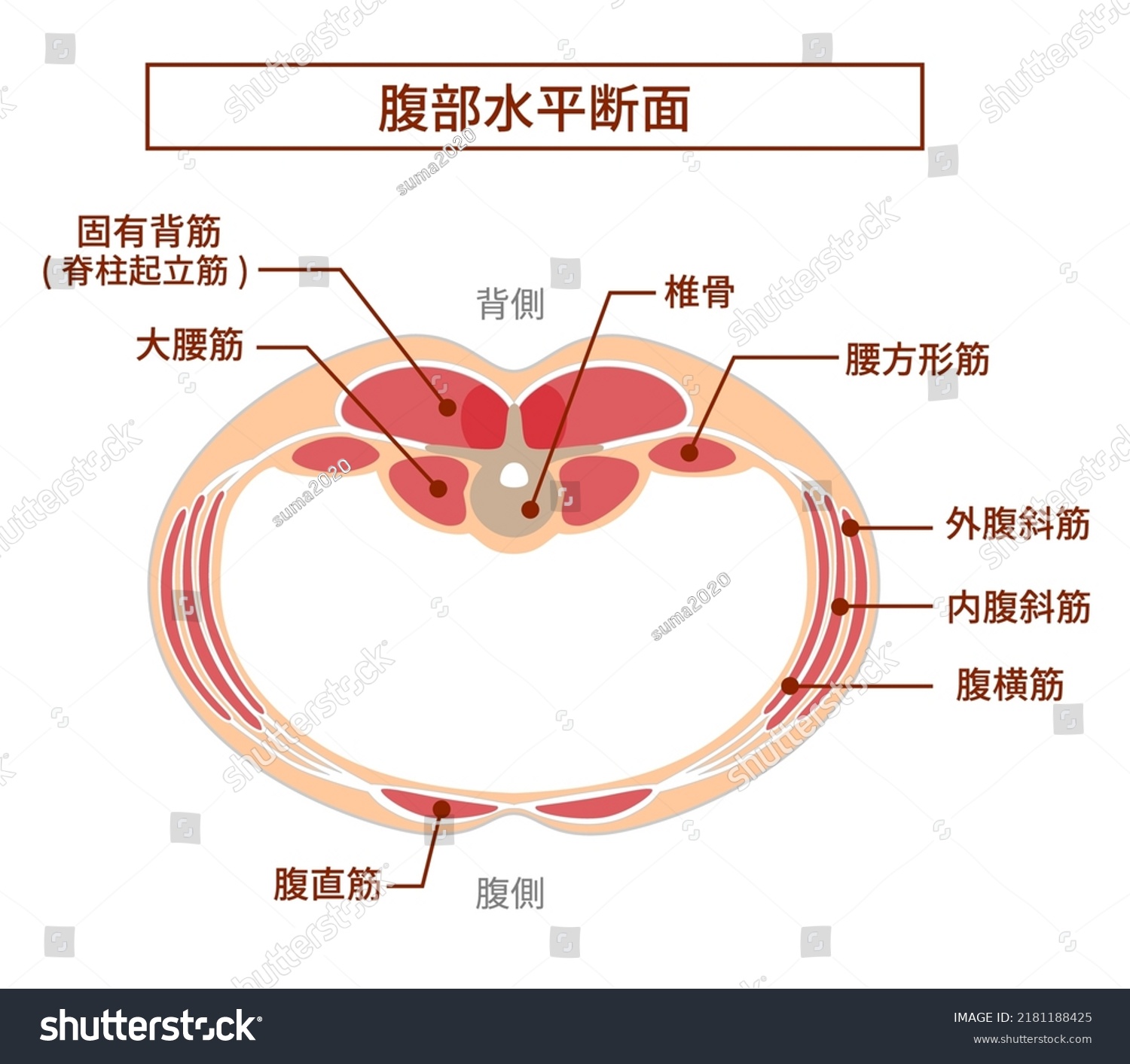 Illustration Abdominal Crosssectional View Overlapping Positions Stock ...