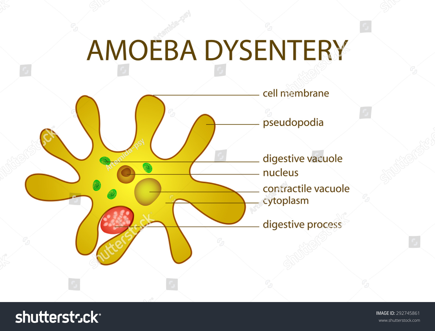 Illustration Amoeba Dysentery Stock Vector 292745861 - Shutterstock