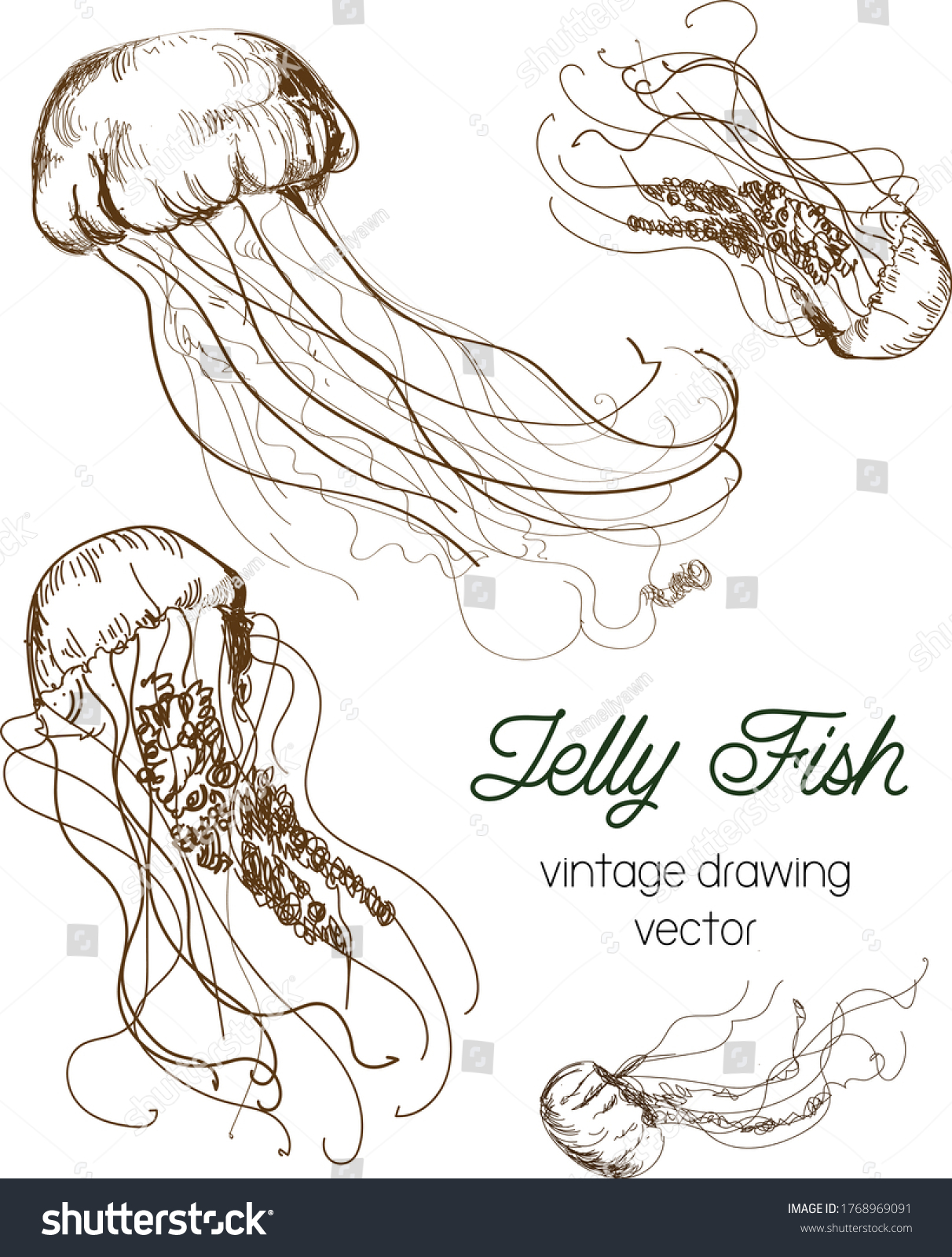 Illustration Beautiful Jellyfish Hand Drawn Vector Stock Vector ...