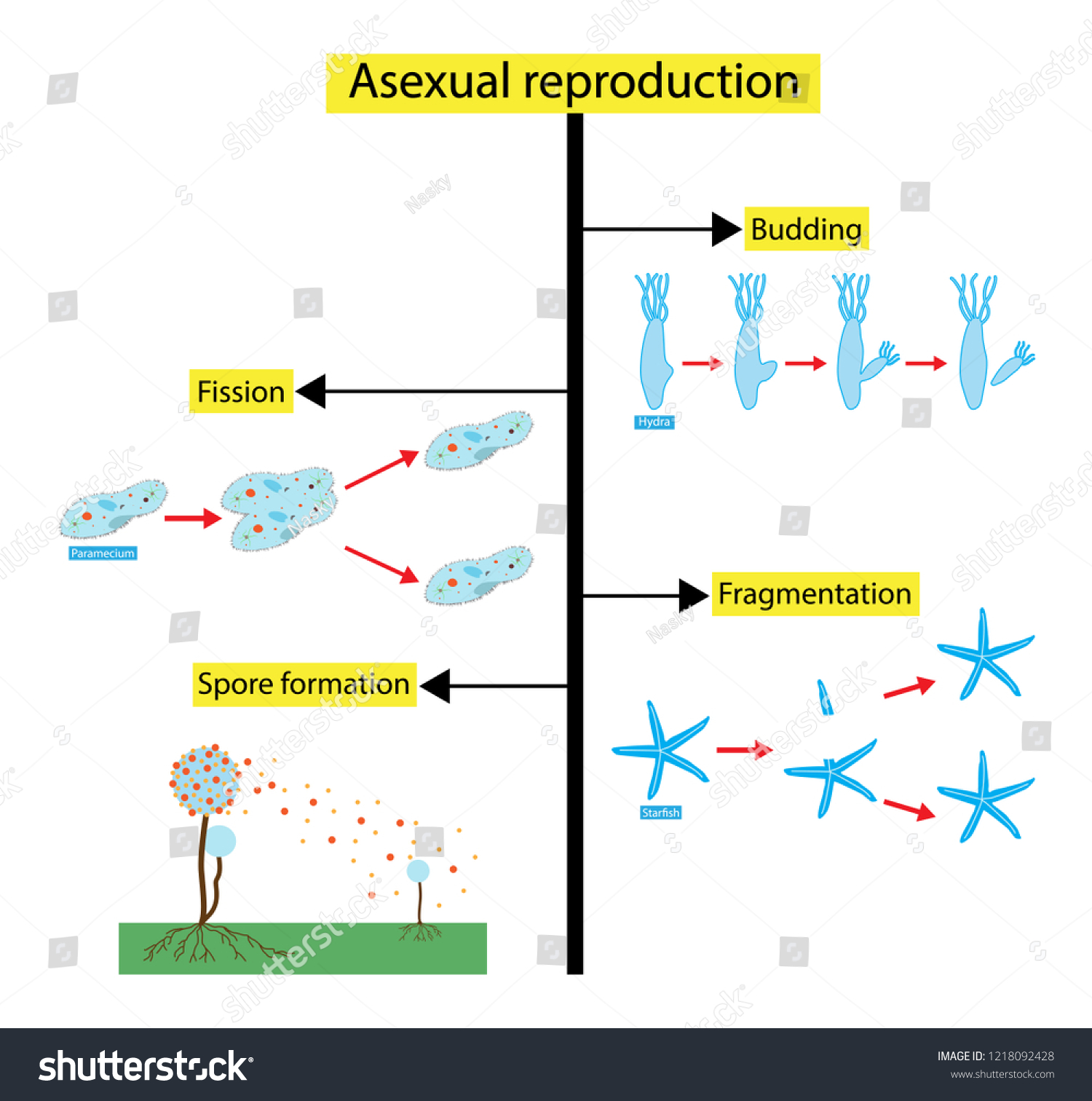 21 2 What Are The Types Of Reproduction Ppt Video Online Download