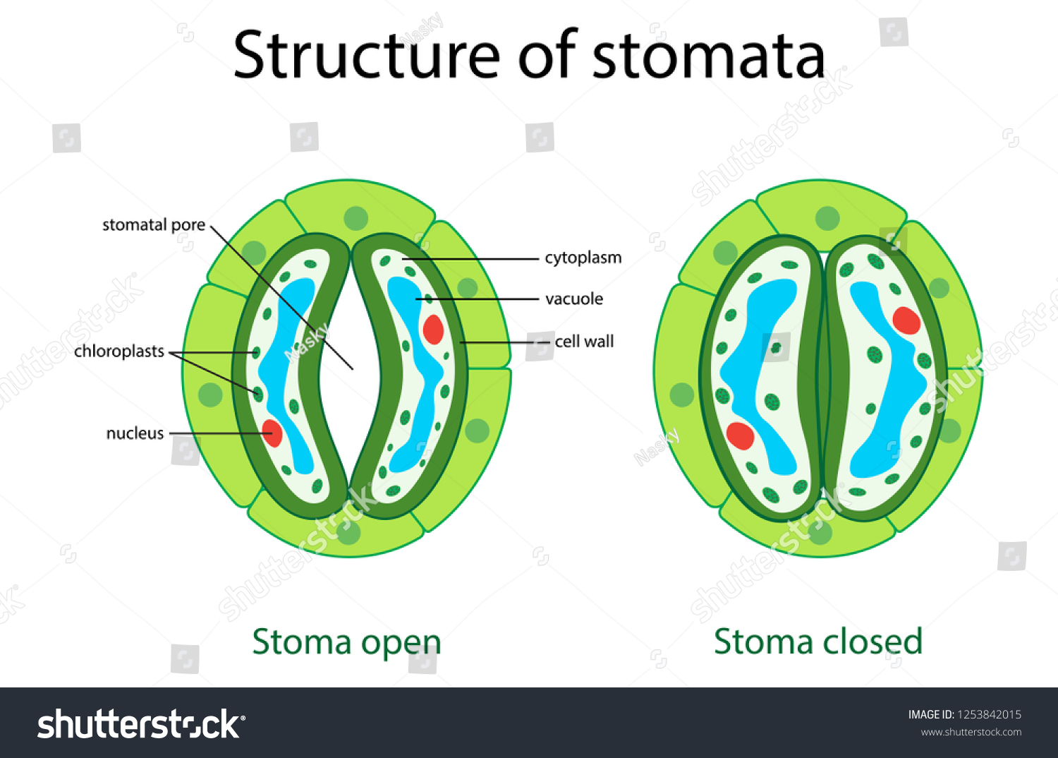 Illustration Biology Structure Stomatal Complex Open Stock Vector Royalty Free 1253842015