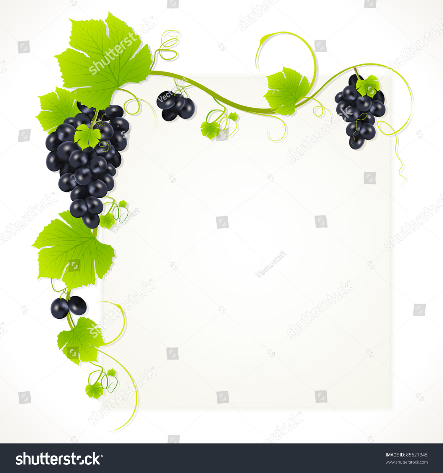 Illustration Of Bunch Grape Hanging From Grapevine - 85621345 ...