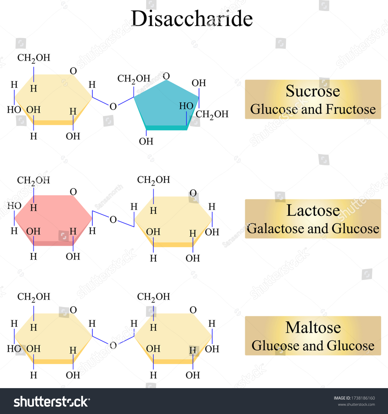 SVG of Illustration of chemical. Disaccharides are those carbohydrates that on hydrolysis with acids or enzymes give two molecules of monosaccharides which can either be the same or different. svg