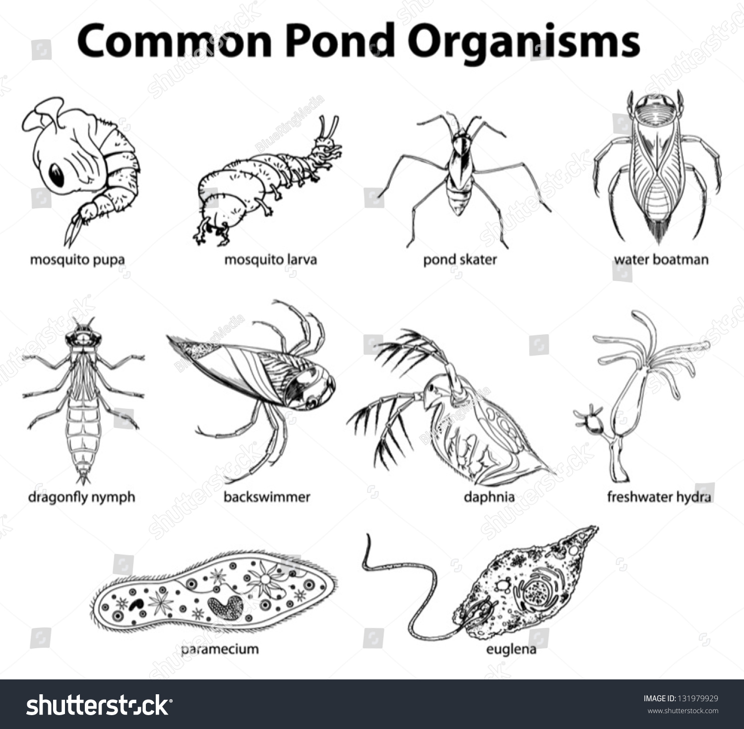 Pond Microorganisms Identification Chart