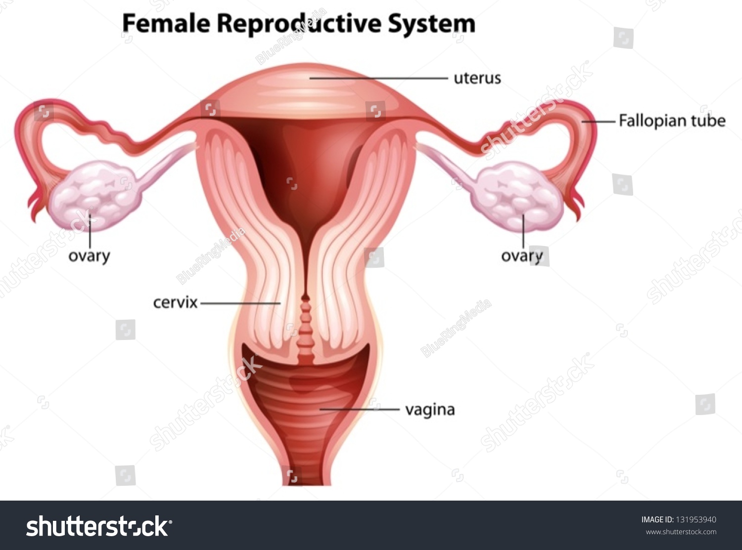 Illustration Of Female Reproductive System 131953940 Shutterstock 1173