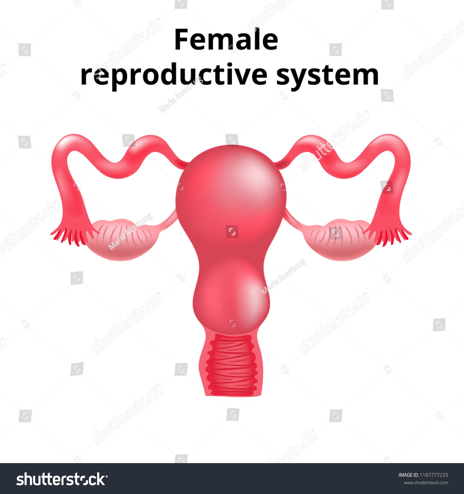 Illustration Female Reproductive System Human Anatomy Stock Vector Royalty Free 1187777233