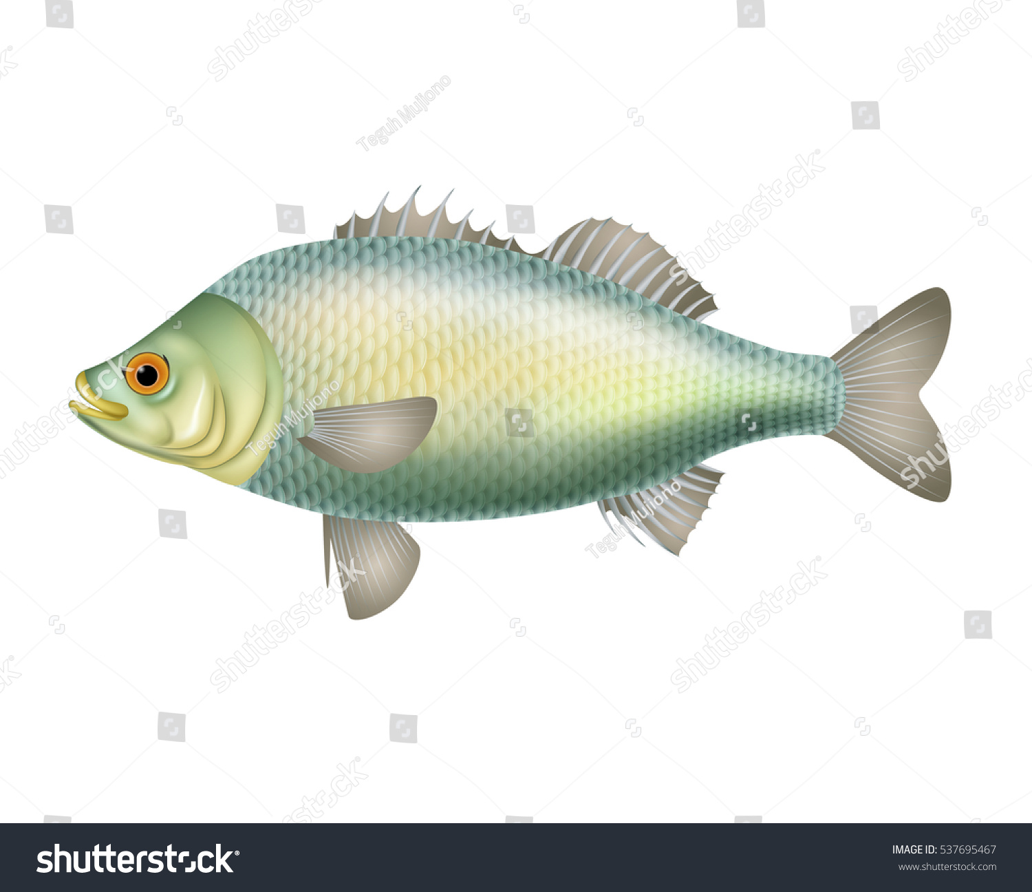 Illustration Fish Isolated On White Background Stock Vector 537695467