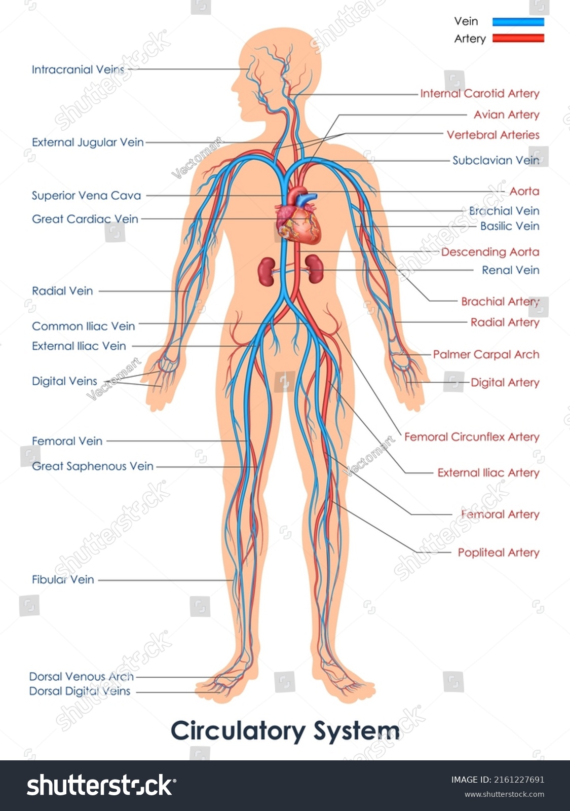 Human Circulatory Images Stock Photos Vectors Shutterstock