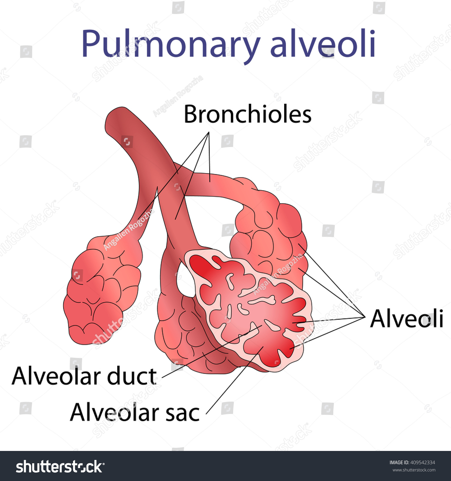 Illustration Human Alveoli Structure Stock Vector