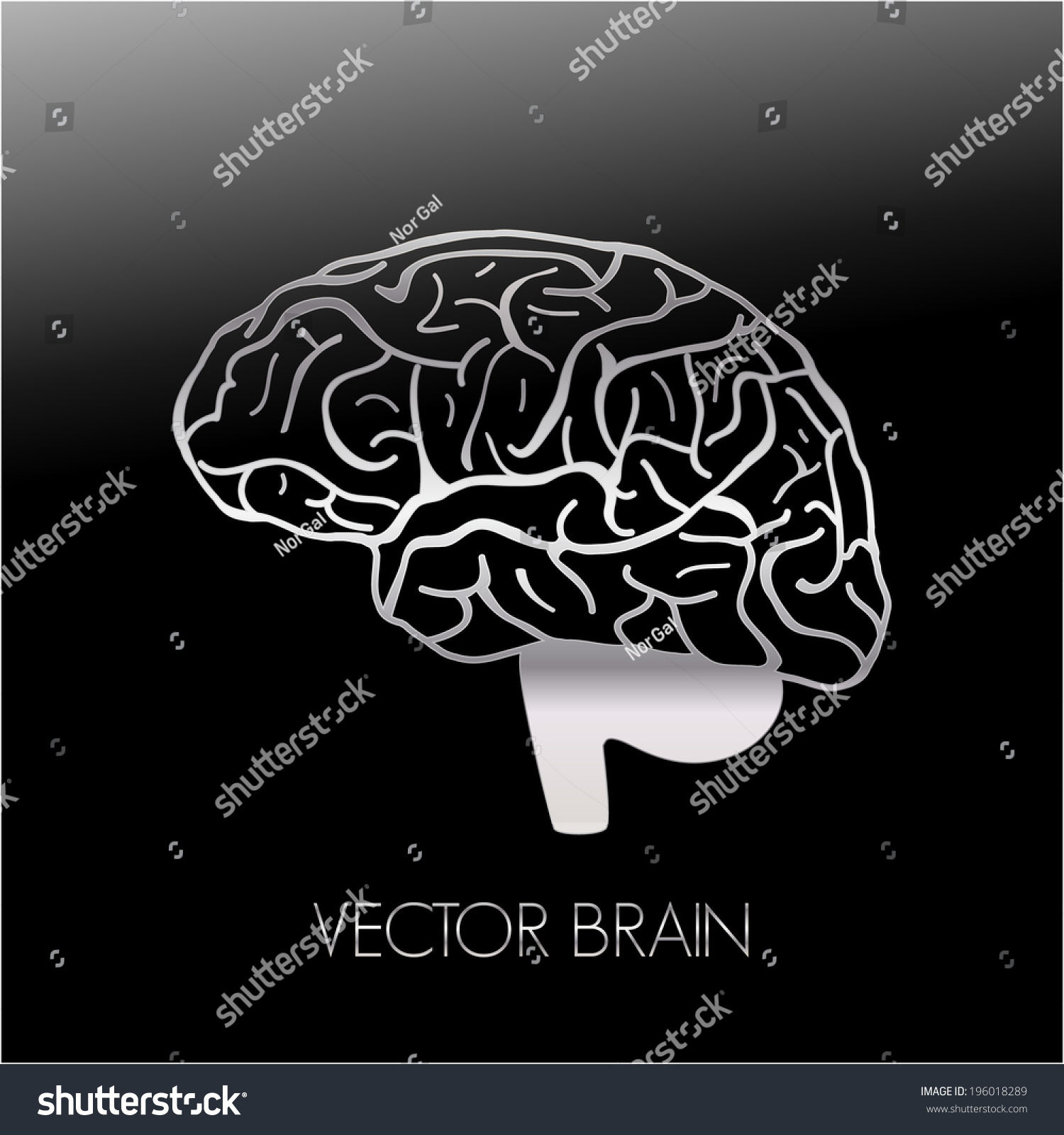 Illustration Human Brain Vector Graphic Shutterstock