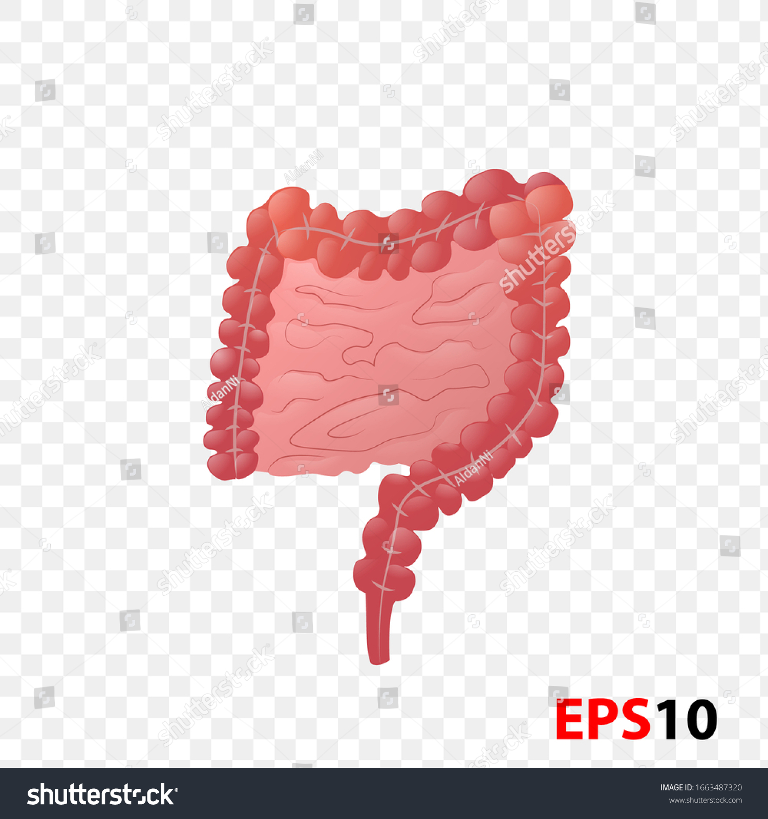 Illustration Human Internal Intestines Anatomy Realistic Stock Vector ...