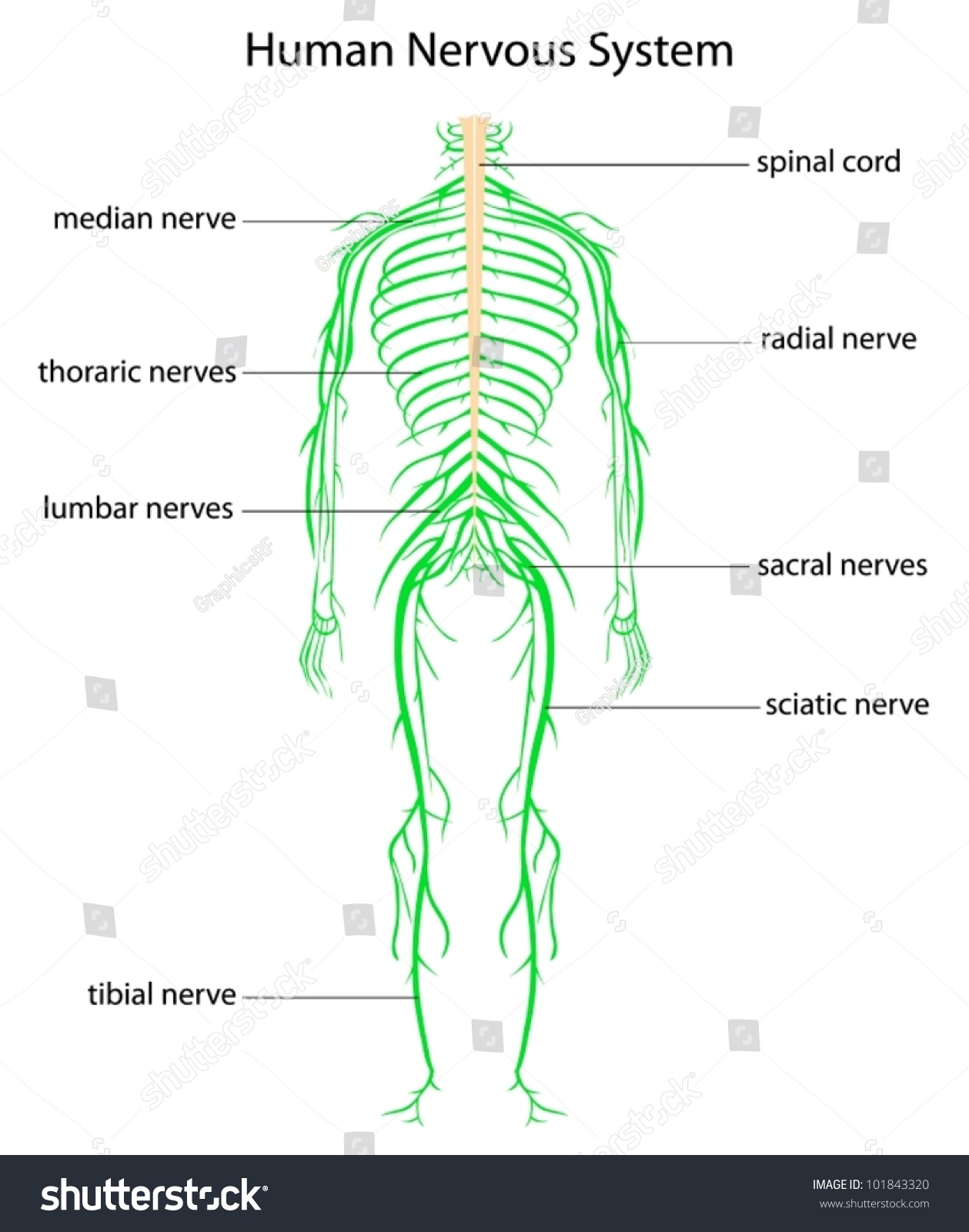 Illustration Human Nervous System Labels Stock Vector 101843320