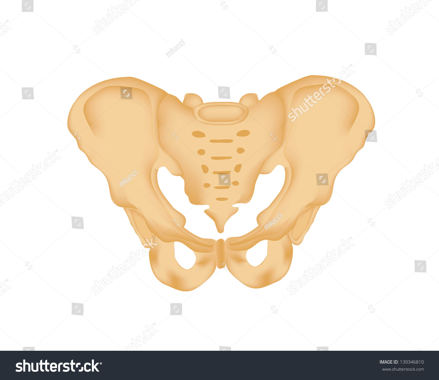 Illustration Of Human Pelvis - 139346810 : Shutterstock